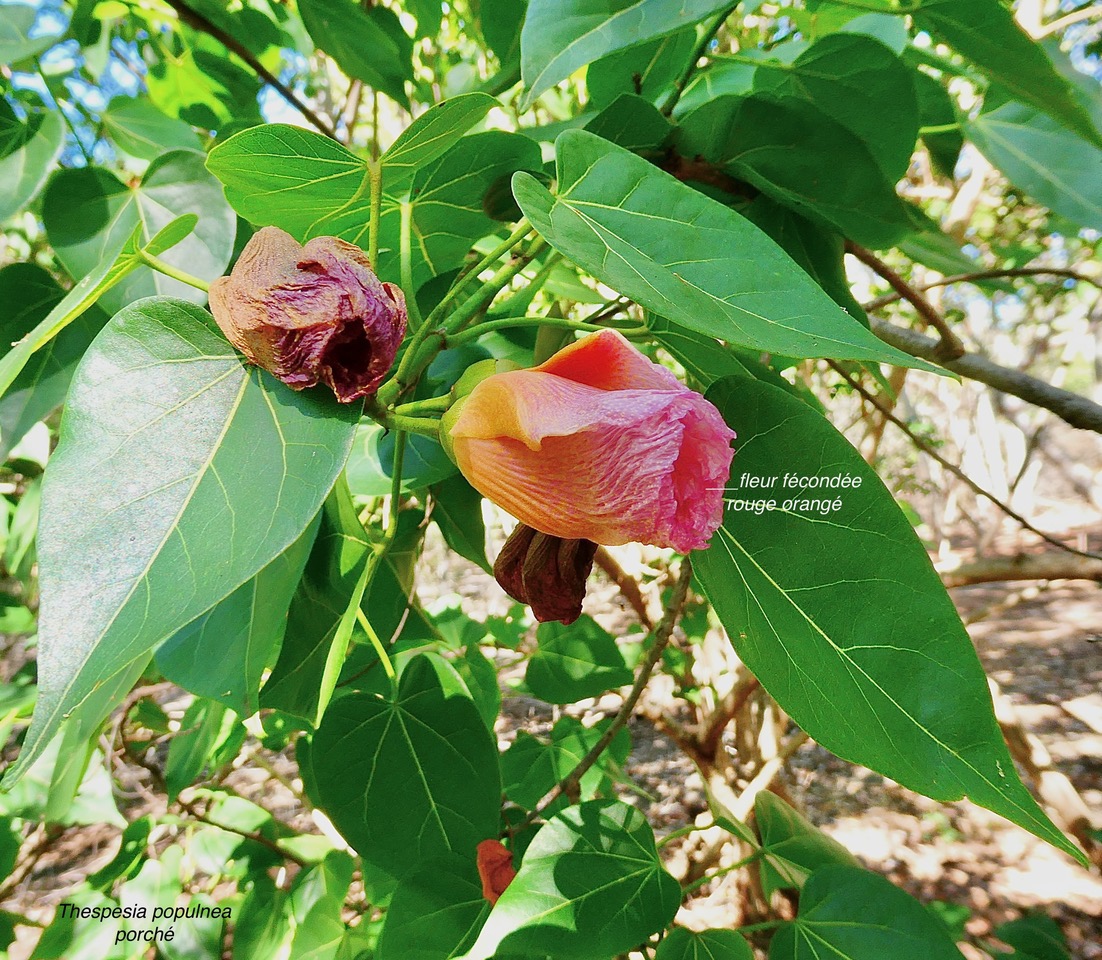 Thespesia populnea.porché.bois de peinture.malvaceae.espèce cultivée. (1).jpeg