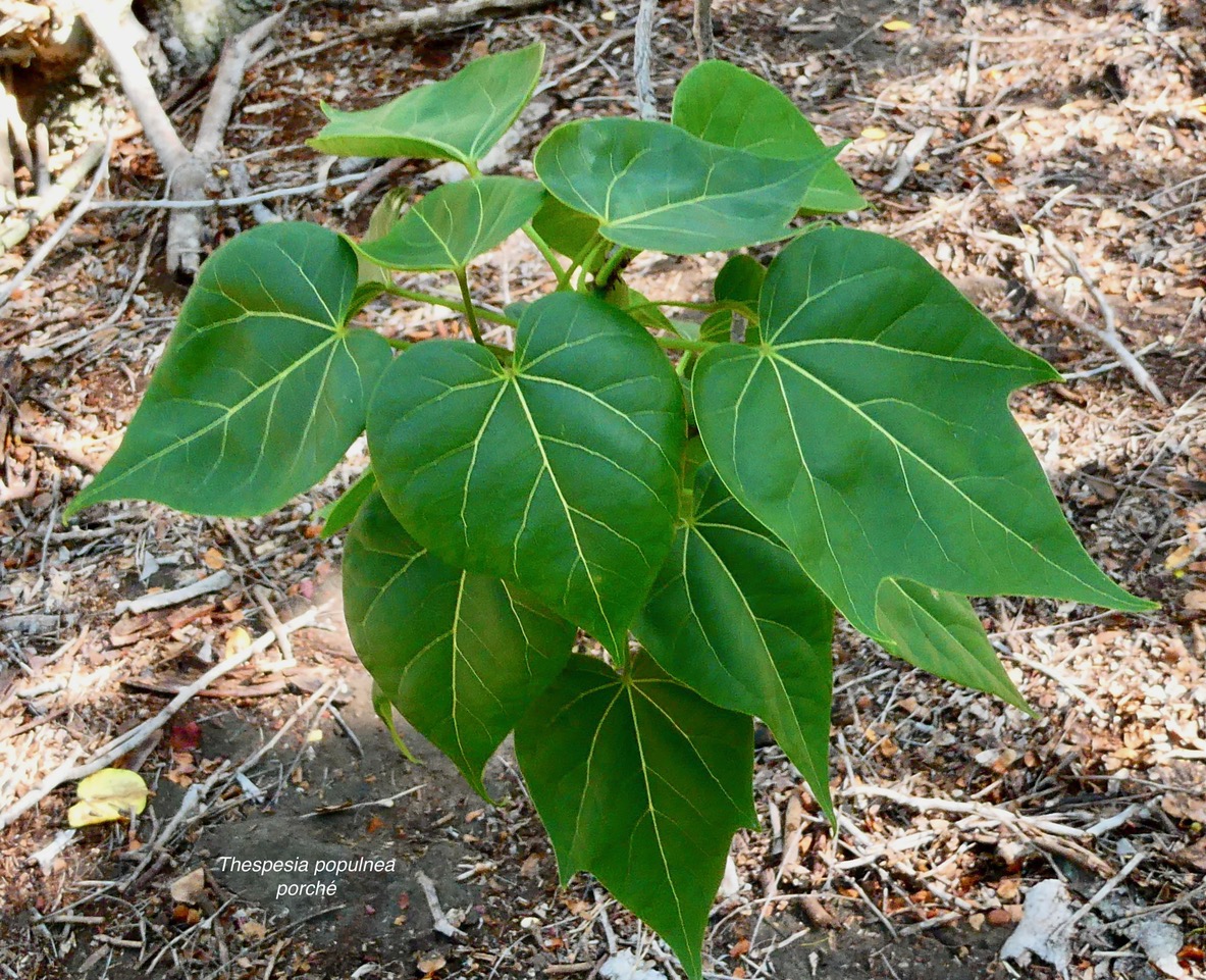 Thespesia populnea.porché.bois de peinture.malvaceae.espèce cultivée. (2).jpeg