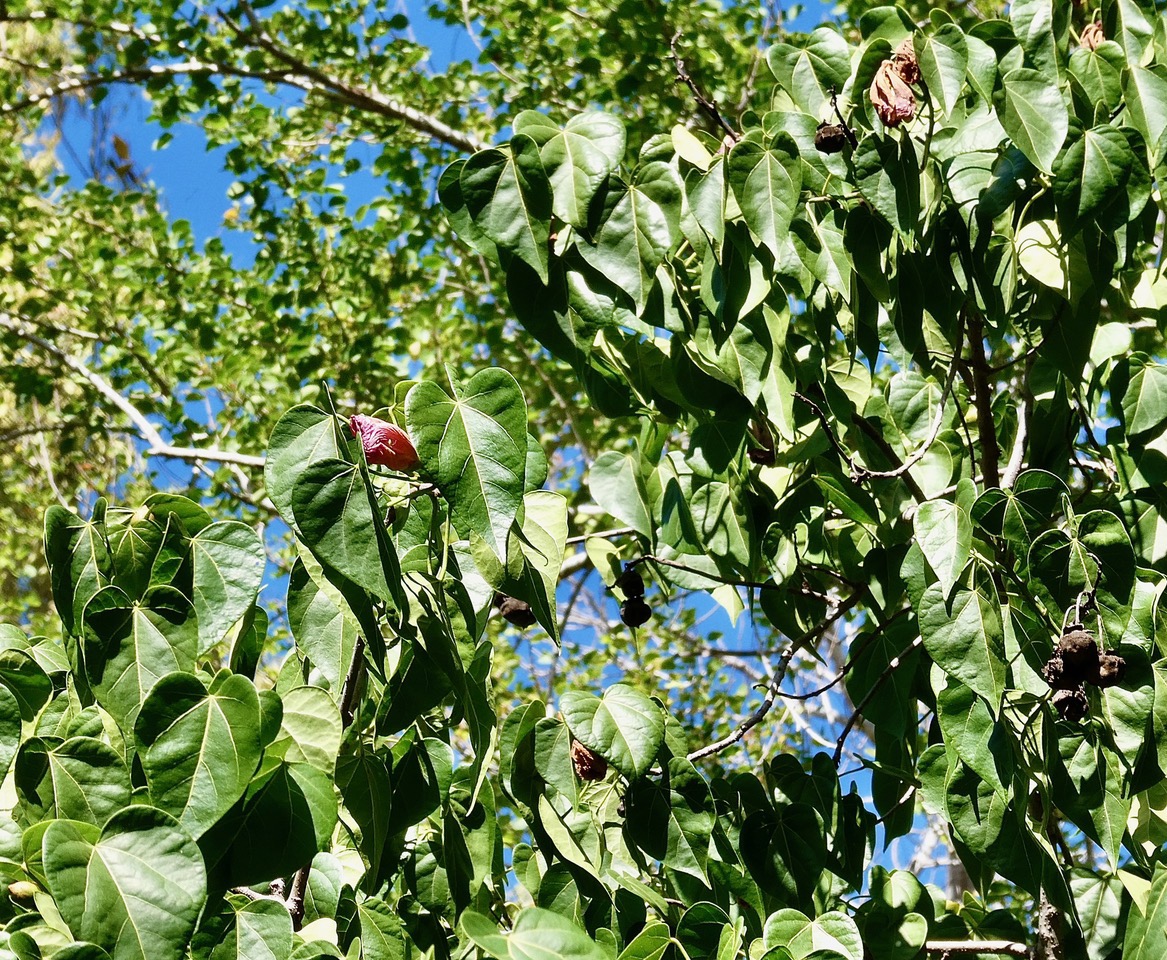 Thespesia populnea.porché.bois de peinture.malvaceae.espèce cultivée. (3).jpeg