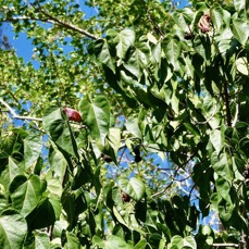 Thespesia populnea.porché.bois de peinture.malvaceae.espèce cultivée. (3).jpeg