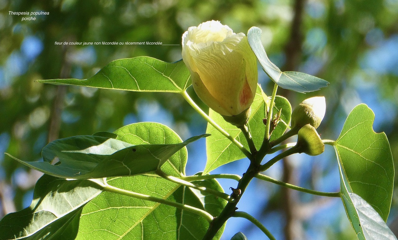 Thespesia populnea.porché.bois de peinture.malvaceae.espèce cultivée..jpeg