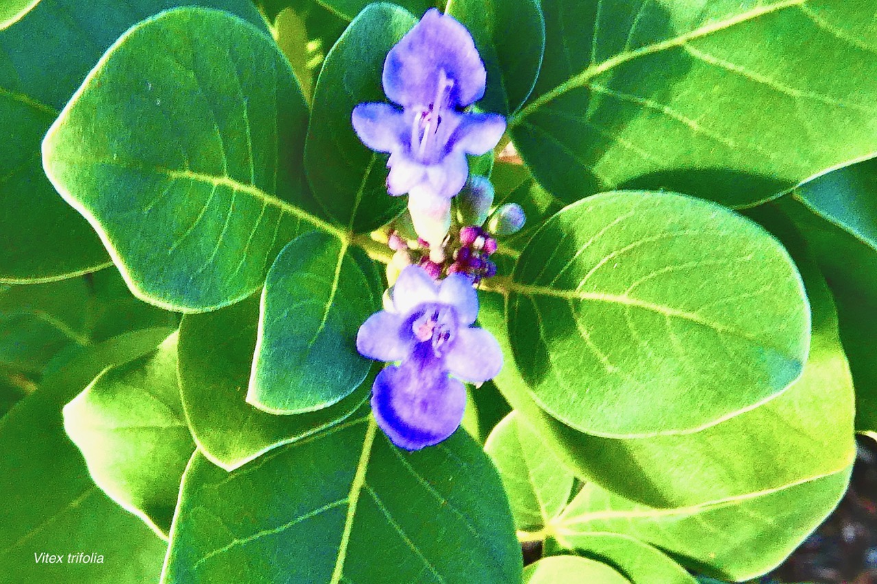 Vitex trifolia.lamiaceae.assimilé indigène.potentiellement envahissant  ..jpeg