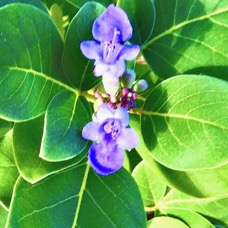 Vitex trifolia.lamiaceae.assimilé indigène.potentiellement envahissant  ..jpeg