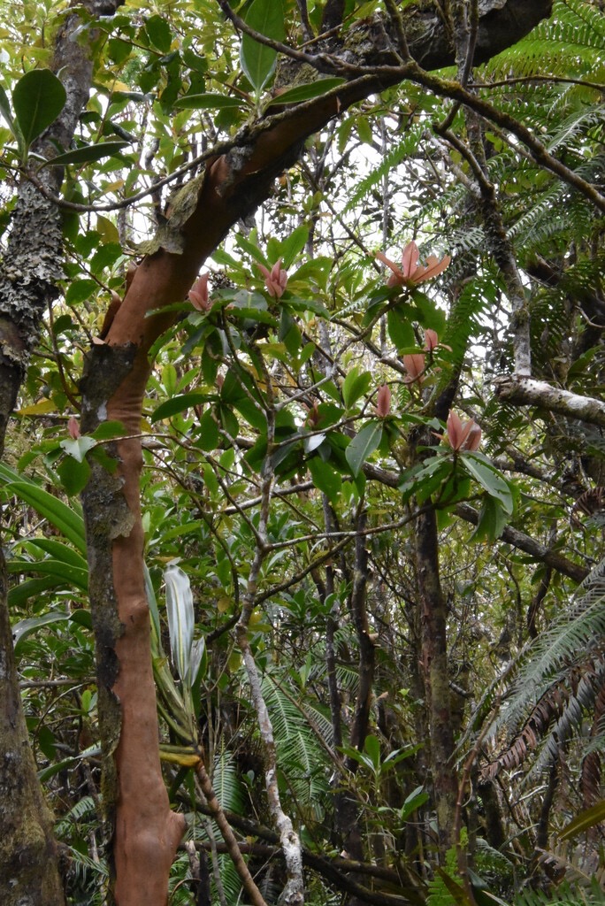 Badula_barthesia-Bois_de_savon-PRIMULACEAE-Endemique_Reunion-MB3_5196.jpg