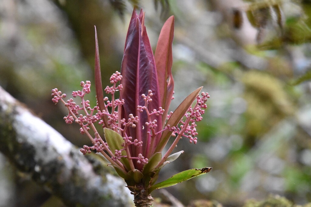 Badula_borbonica-Bois_de_savon-PRIMULACEAE-Endemique_Reunion-MB3_5199.jpg