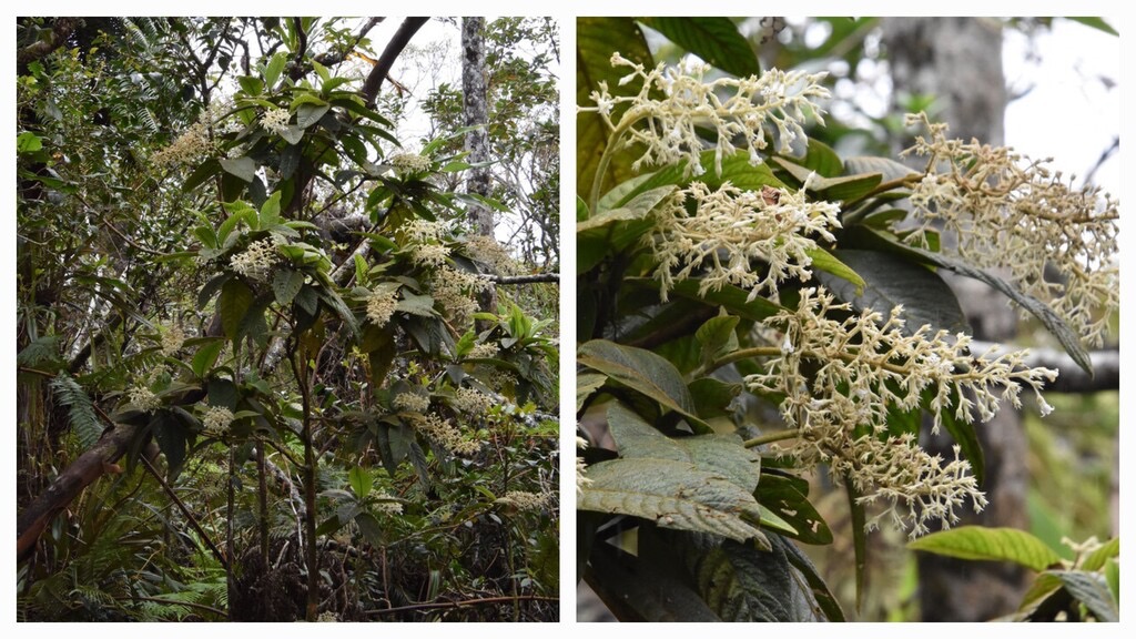 Berthiera_rufa-Bois_de_raisin-RUBIACEAE-Endemique_Reunion-20240221_123228.jpg