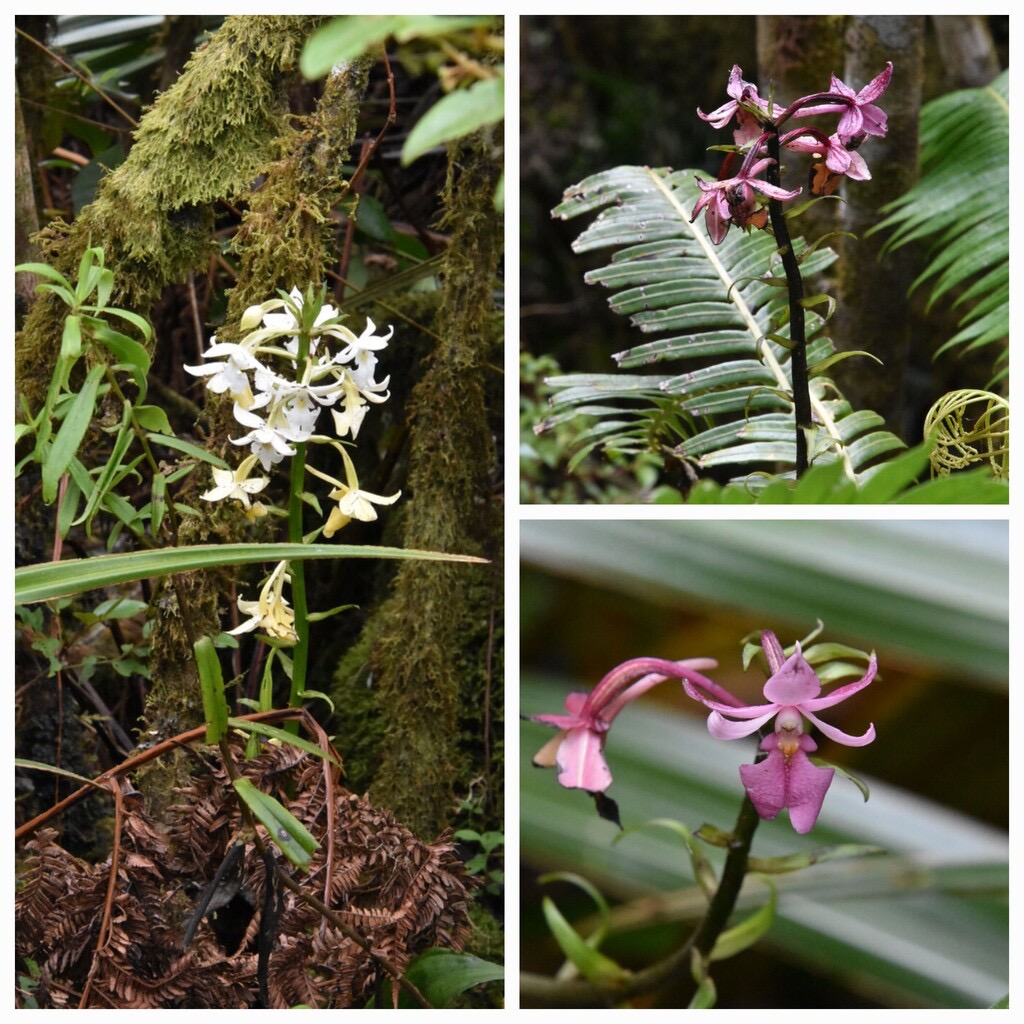 Calanthe_sylvatica-EPIDENDROIDEAE-Indigène_Reunion-20240221_124438.jpg