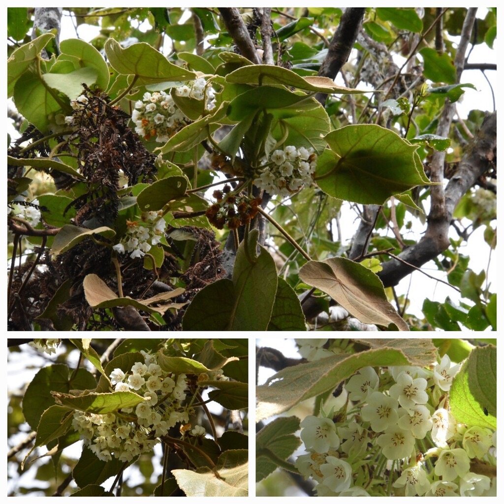 Dombeya_reclinata-Mahot_rouge-MALVACEAE-Endemique_Reunion-20240221_125334.jpg