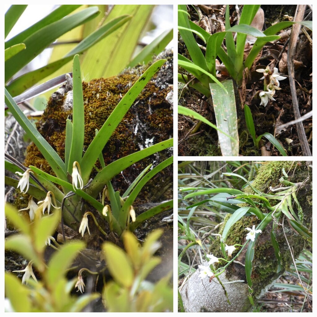 Jumellea_triquetra-Angraecum_striatum-EPIDENDROIDEAE-Endemique_Reunion-Beclardia_macrostachya-EPIDENDROIDEAE-Indigene_Reunion-20240221_124550.jpg