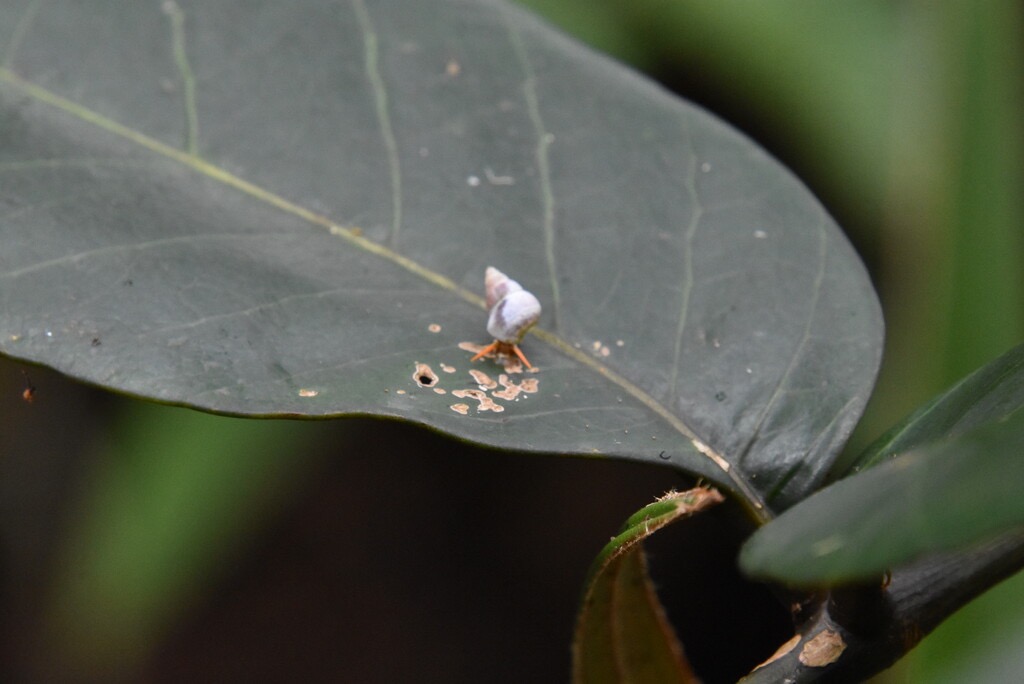 Omphalotropis_rubens-chapeau_chinois-ASSIMINEIDAE-Endemique_Reunion-MB3_5173.jpg