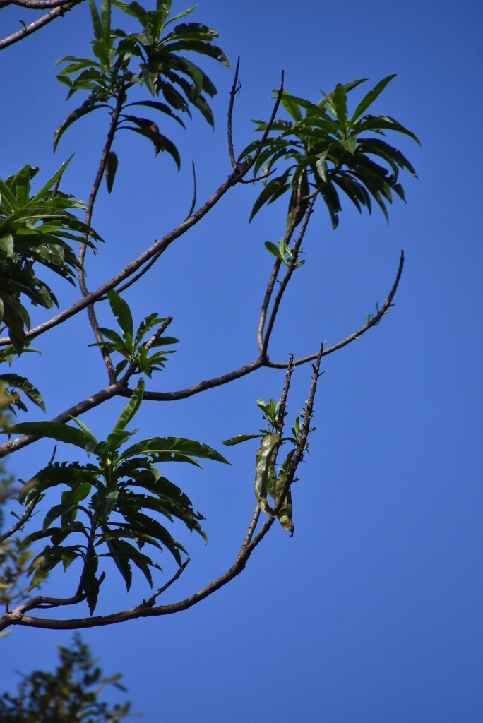 Psiadia_laurifolia-Bois_de_chenilles-ASTERACEAE-Endemique_Reunion-MB3_5134.jpg