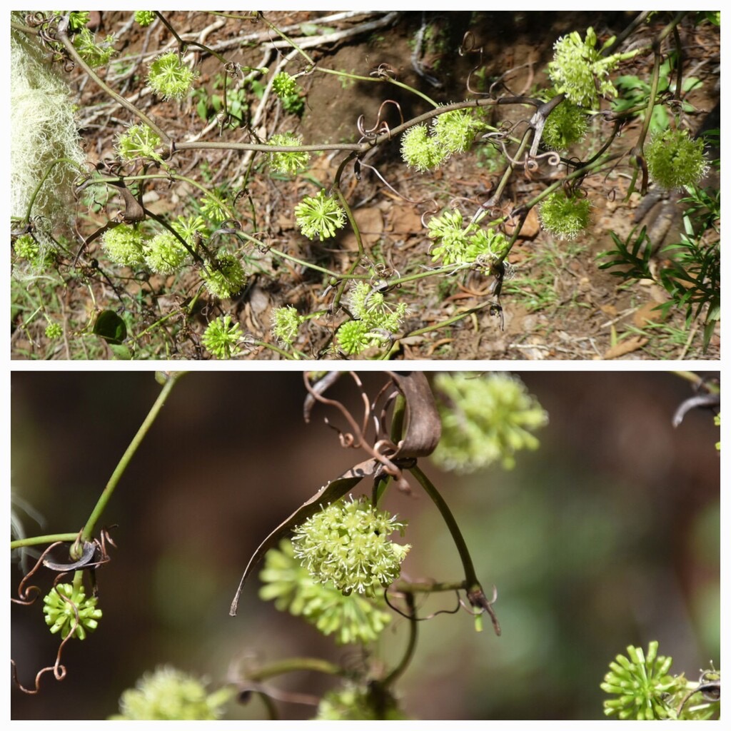 Smilax_anceps-Liane_croc_de_chien-SMILACACEAE-Indigene_Reunion-20240221_123413.jpg