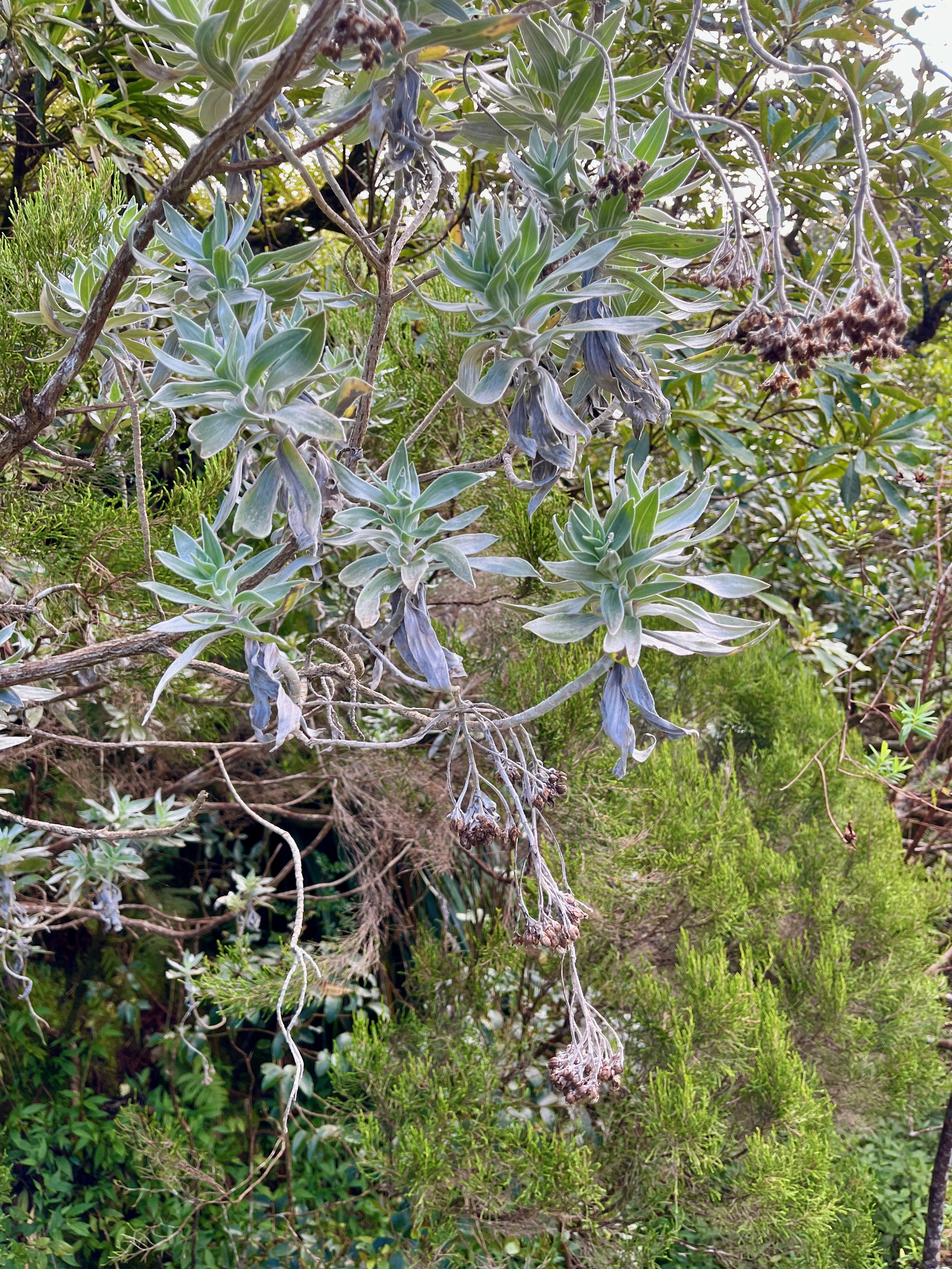 1. Helichrysum heliotropifolium Velours blanc ASTERACEE Endémique.jpeg