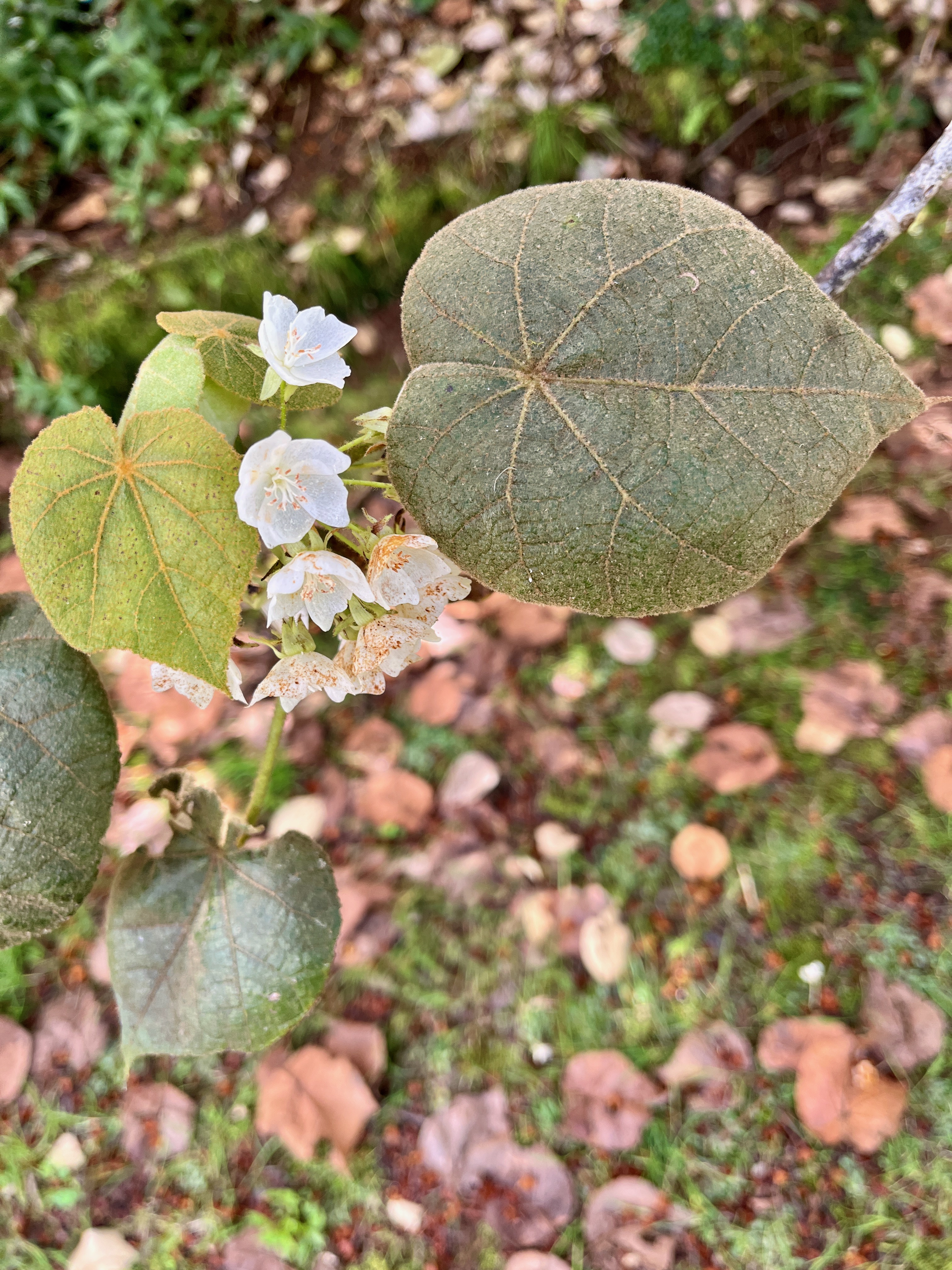 2. Dombeya reclinata Mahot rouge Malvaceae Endémique La Réunion.jpeg