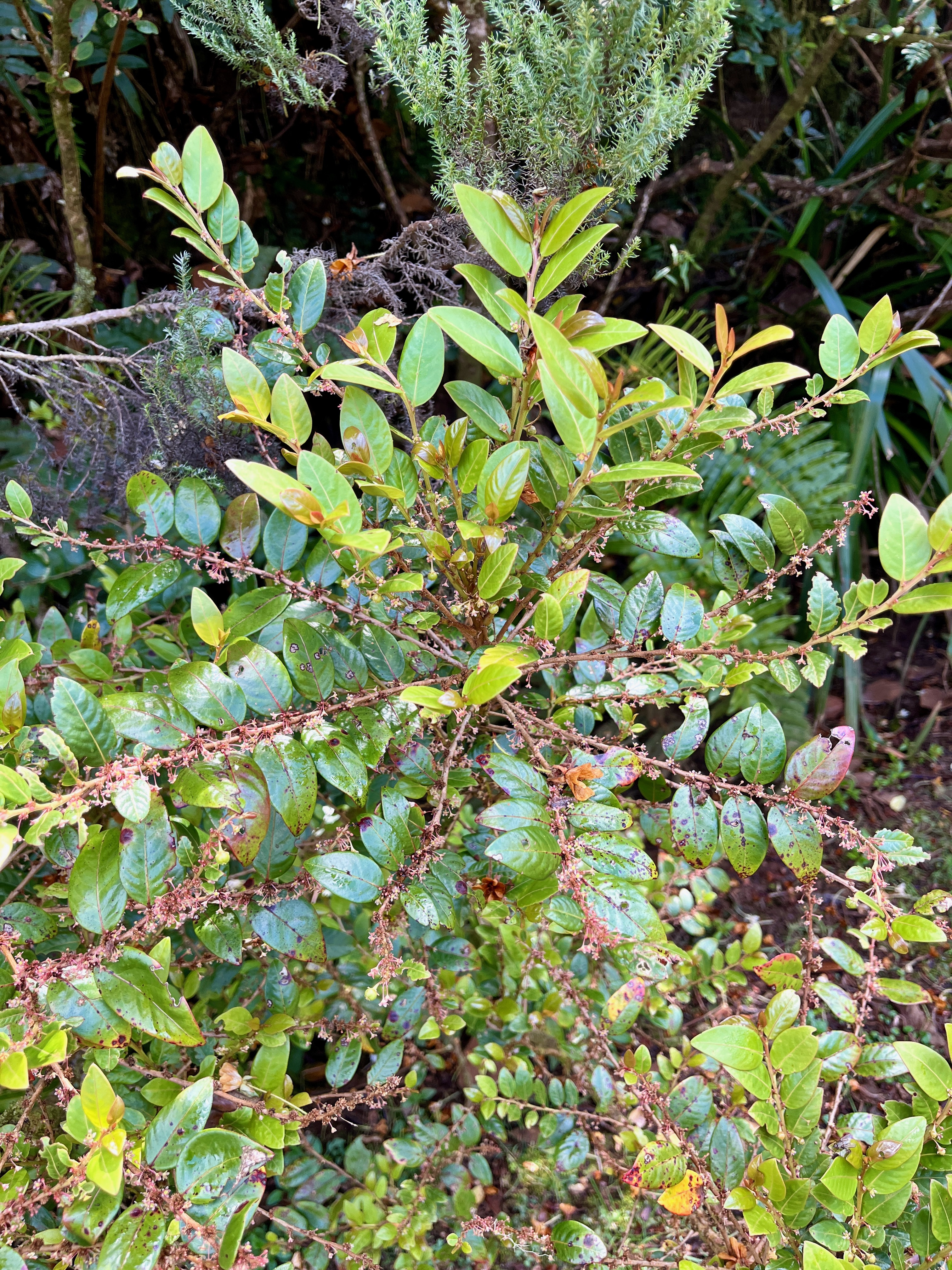 3. Phyllanthus ??? phillyreifolius Bois de cafrine Phylla nthaceae Endémique La Réunion, Maurice.jpeg