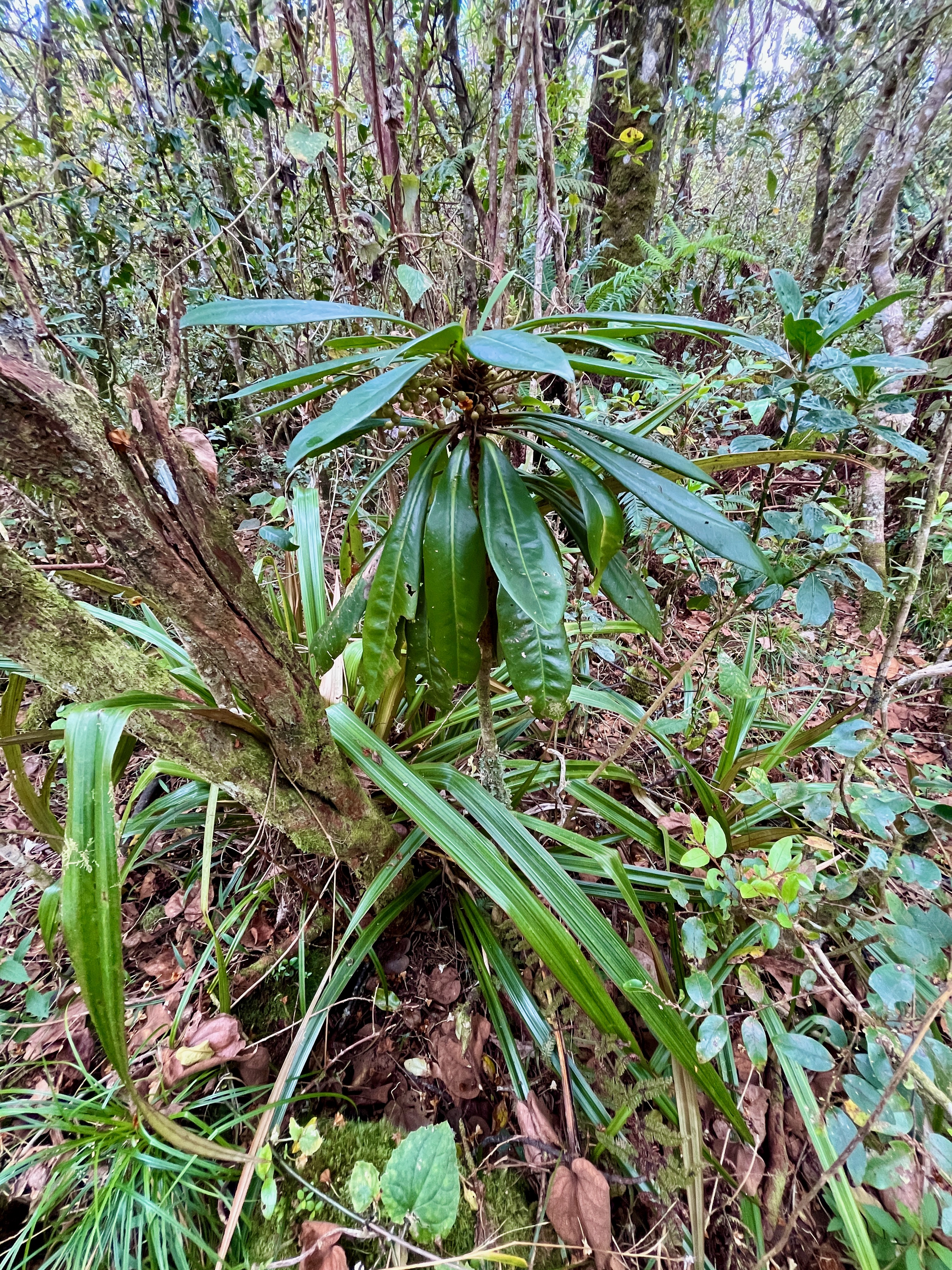 8. Badula borbonica Bois de savon Primul aceae Endémique La Réunion.jpeg