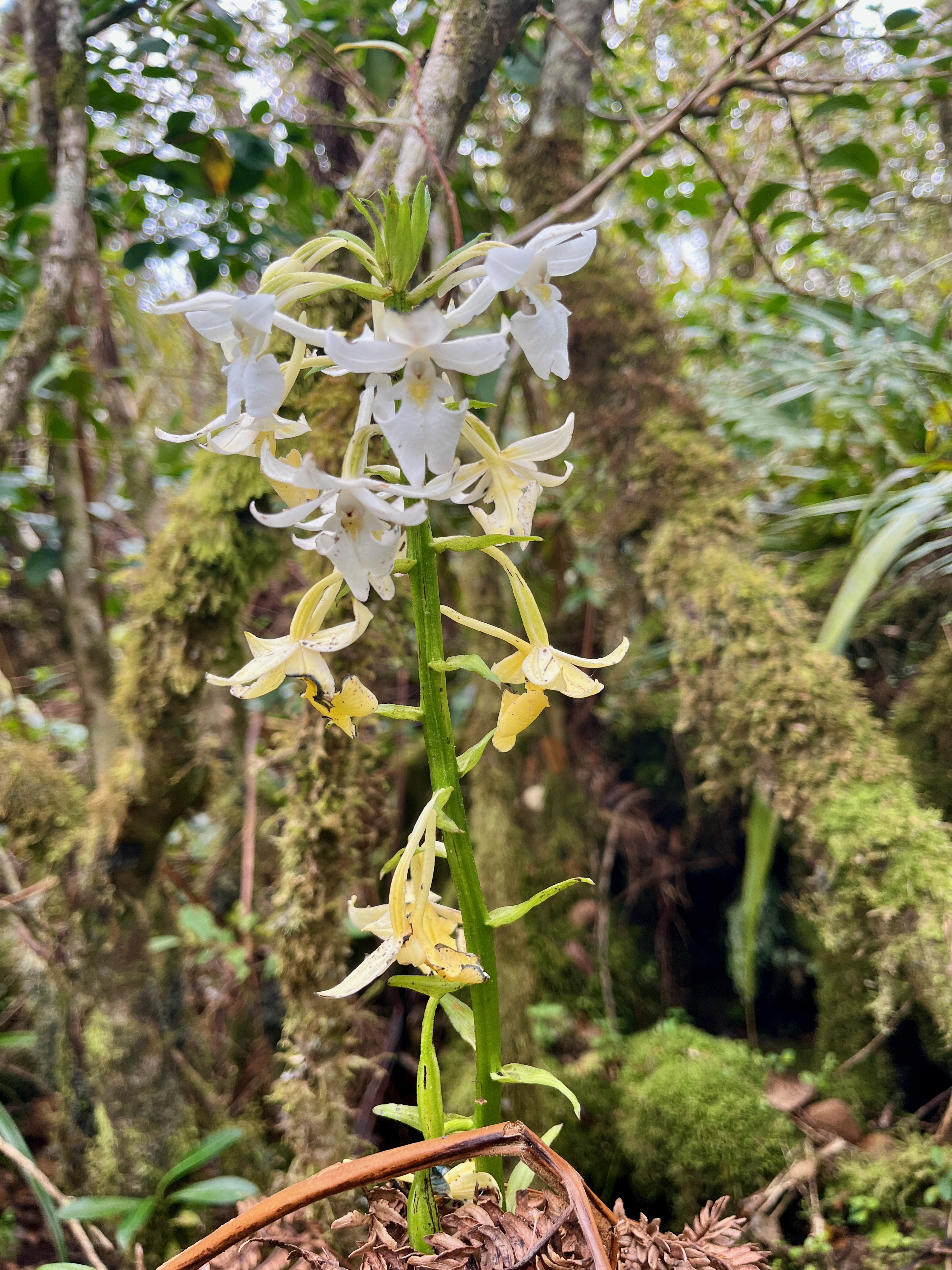 11. Calanthe sylvatica Orchidaceae Indigène La Réunion.jpeg