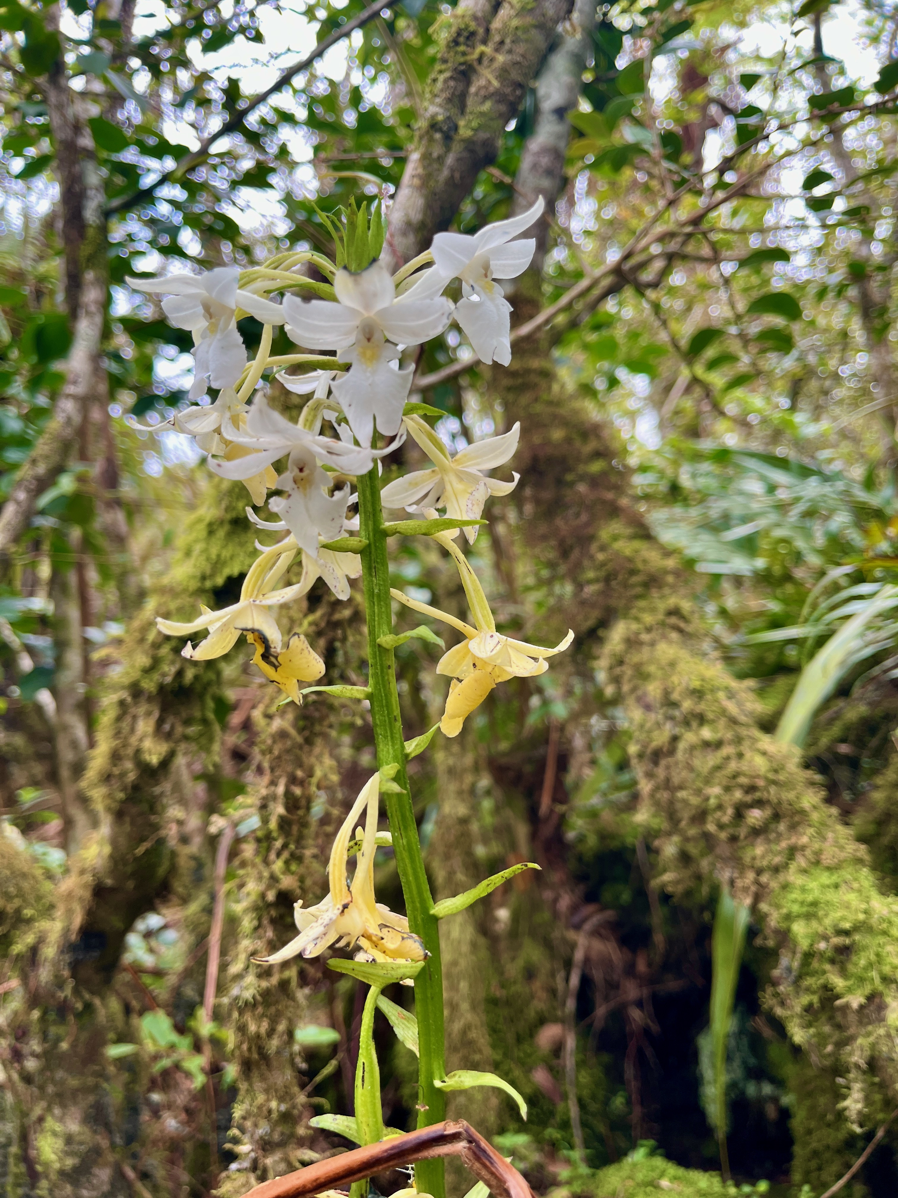 13. Calanthe sylvatica Orchidaceae Indigène La Réunion.jpeg