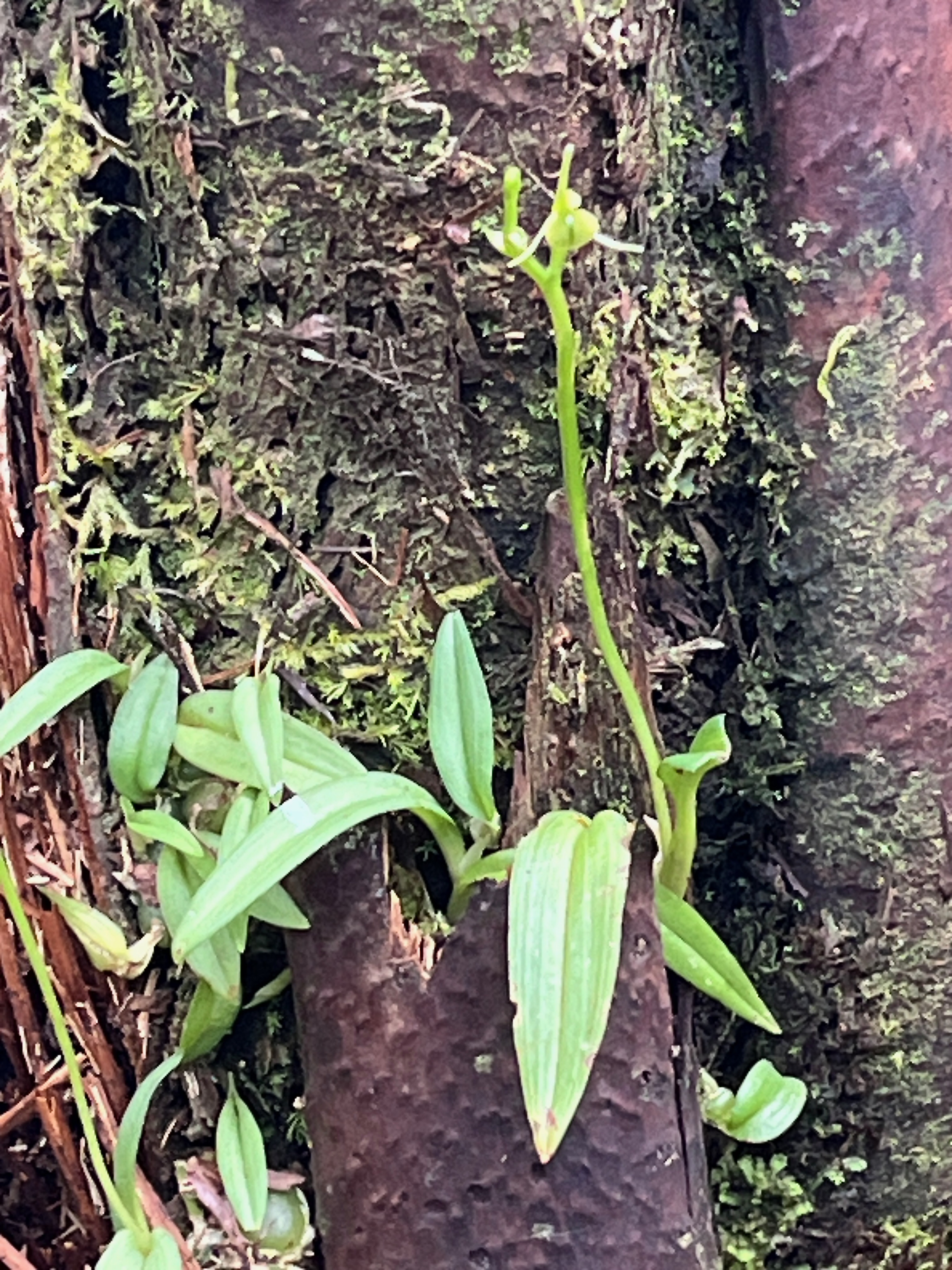 15. Liparis scaposa Orchidaceae En démique La Réunion IMG_9082.JPG.jpeg