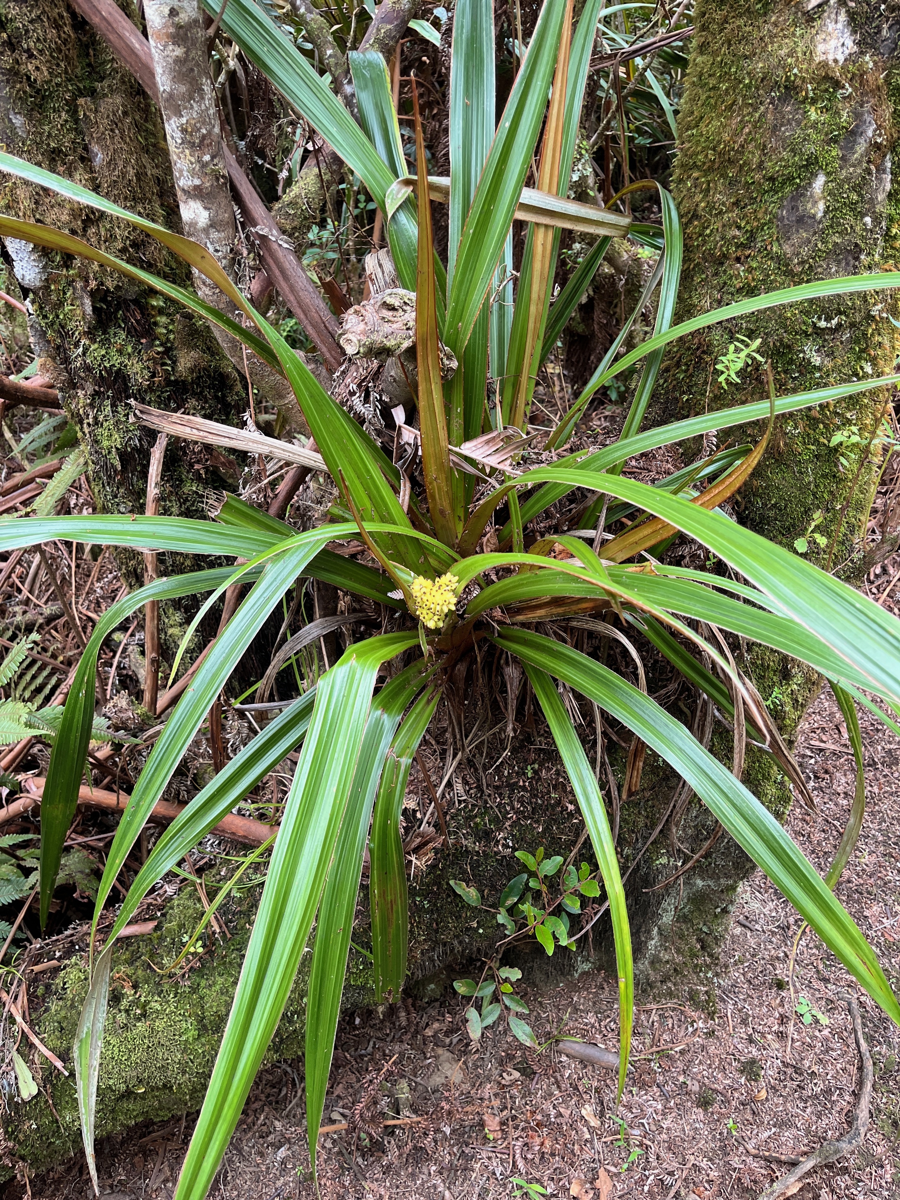 16. Astelia hemichrysa Ananas marron Astel iaceae Endémique La Réunion.jpeg