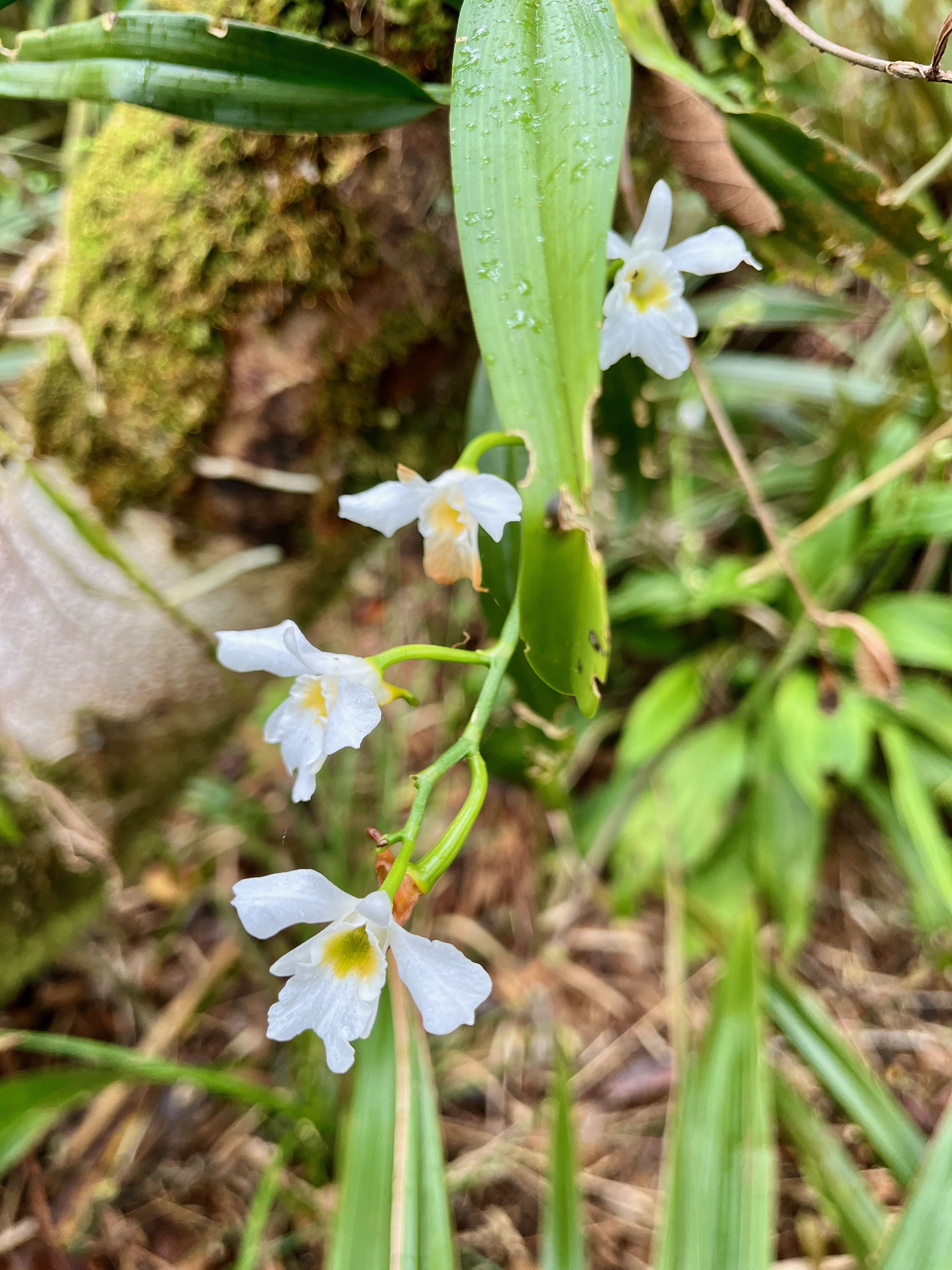 20. Beclardia macrostachya Orchidaceae Endémique Madagascar et Mascareignes.jpeg