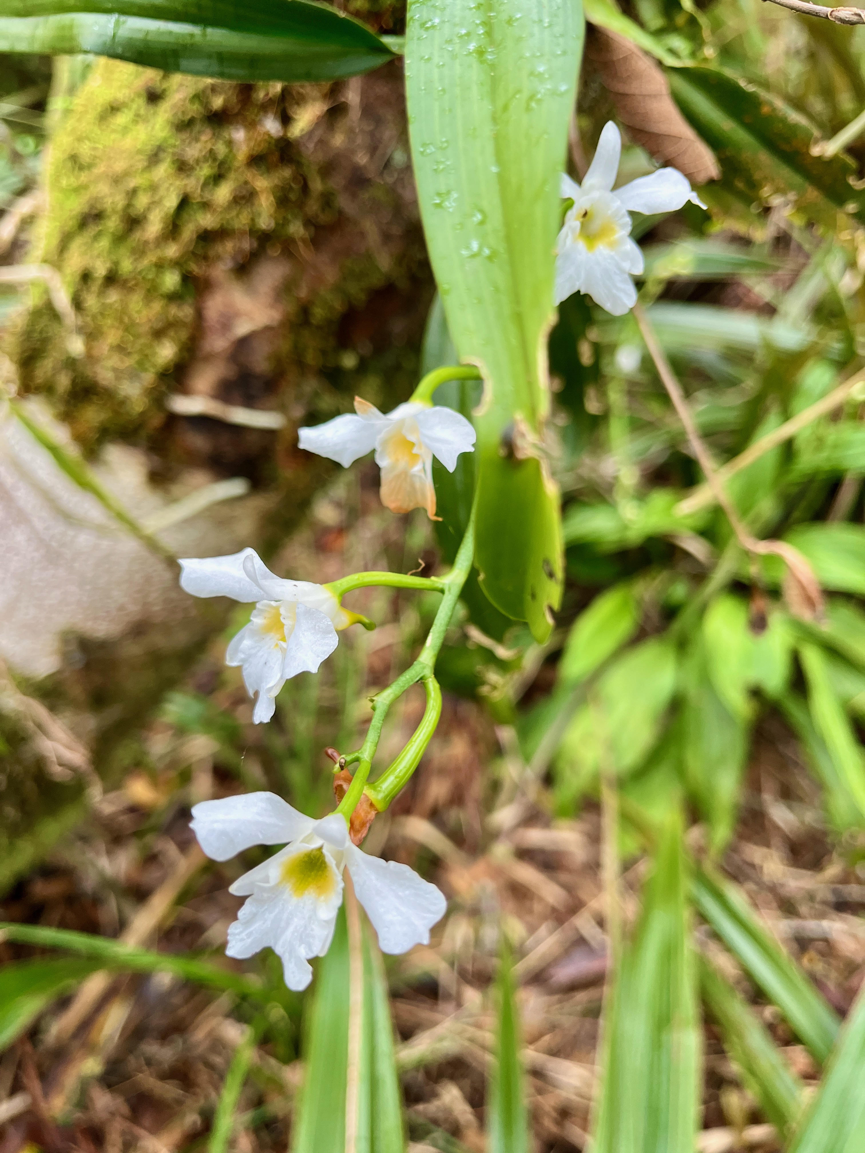 21. Beclardia macrostachya Orchidaceae Endémique Madagascar et Mascareignes.jpeg