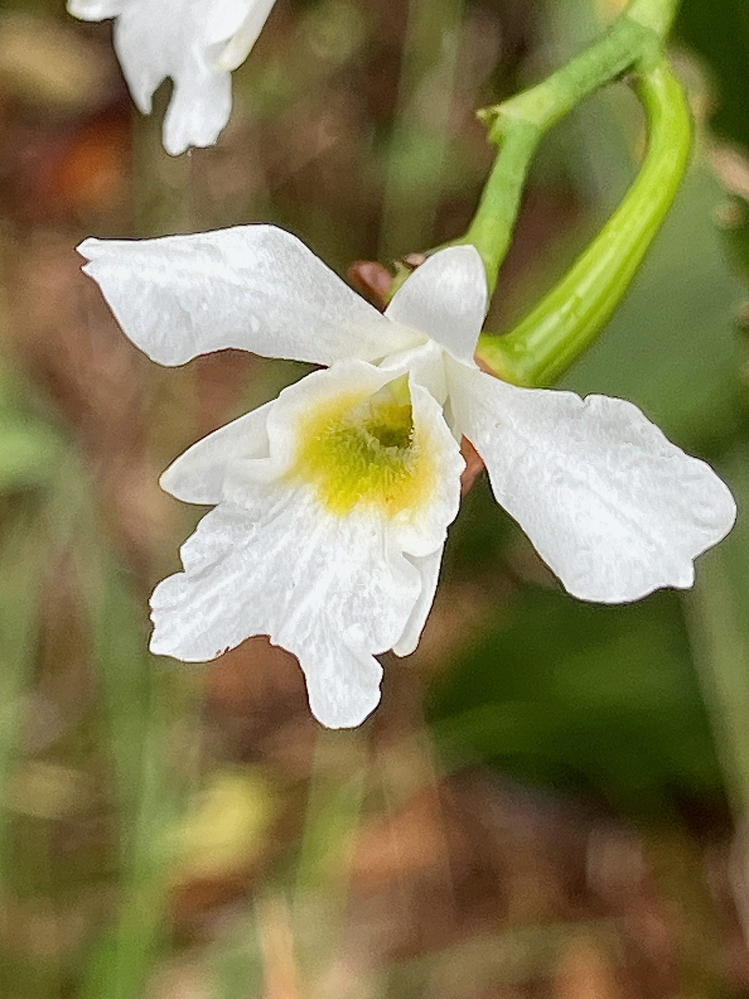 23. Beclardia macrostachya Orchidaceae Endémique Madagascar et Mascareignes IMG_9109.JPG.jpeg