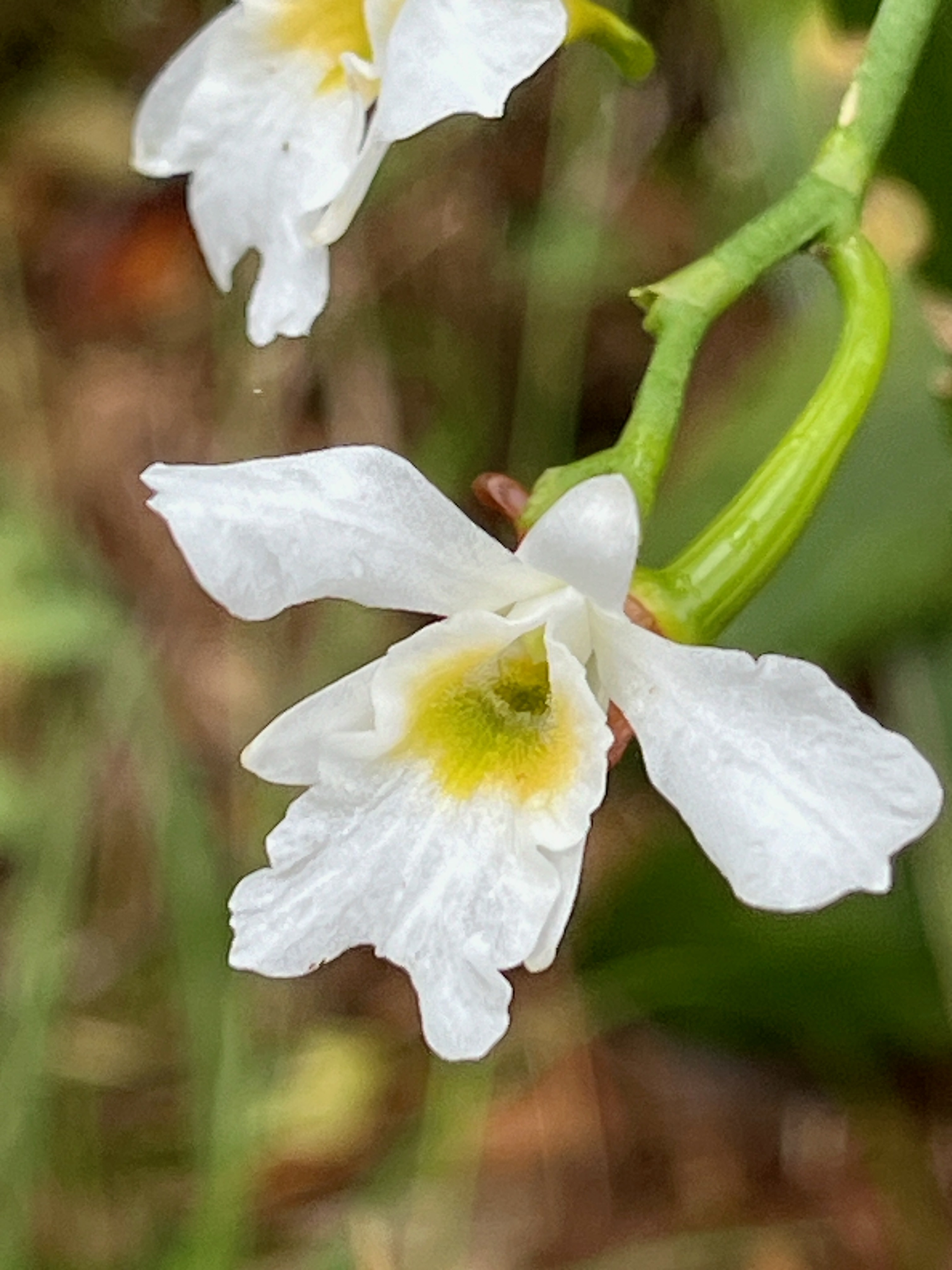 24. Beclardia macrostachya Orchidaceae Endémique Madagascar et Mascareignes IMG_9118.JPG.jpeg