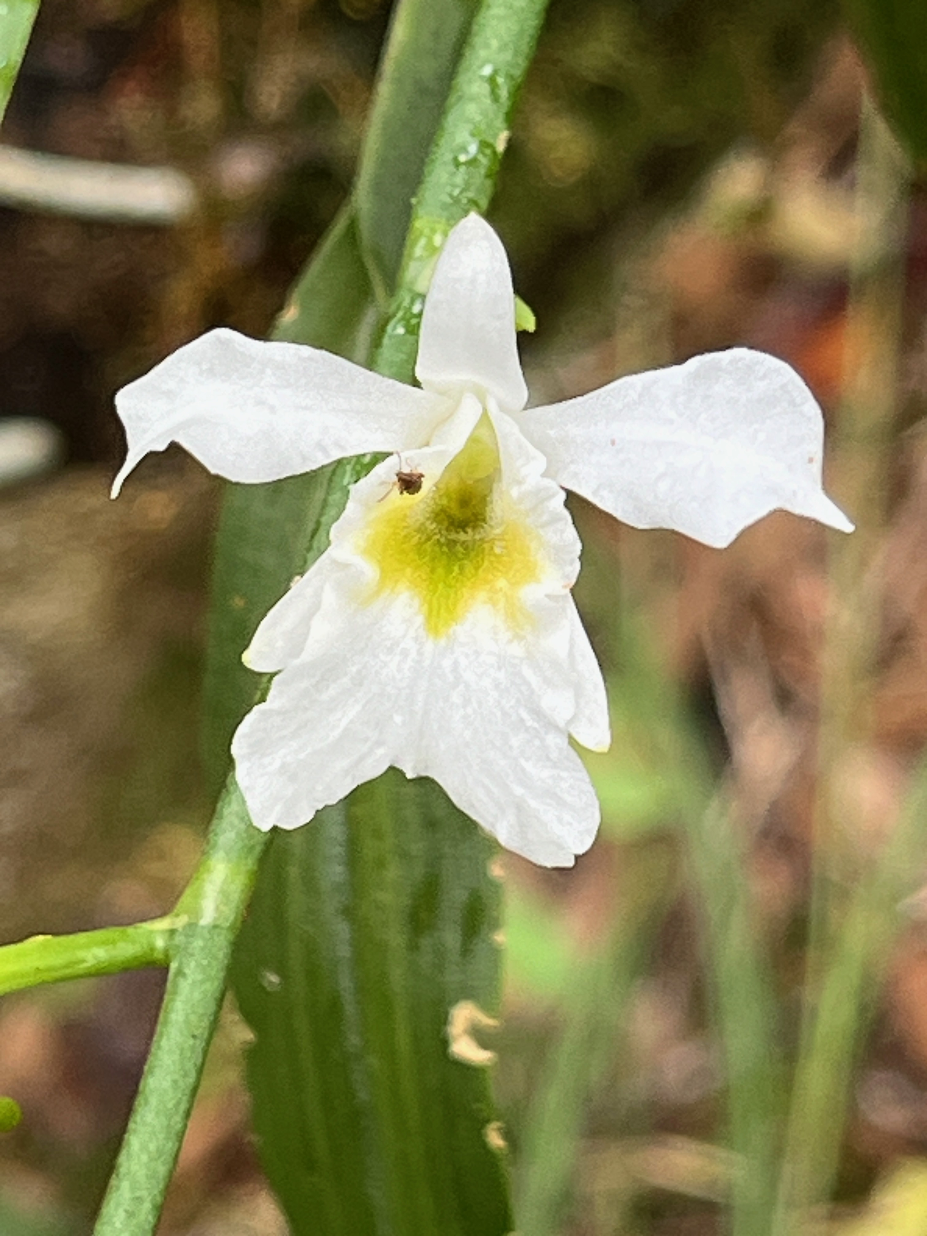 25. Beclardia macrostachya Orchidaceae Endémique Madagascar et Mascareignes.jpeg