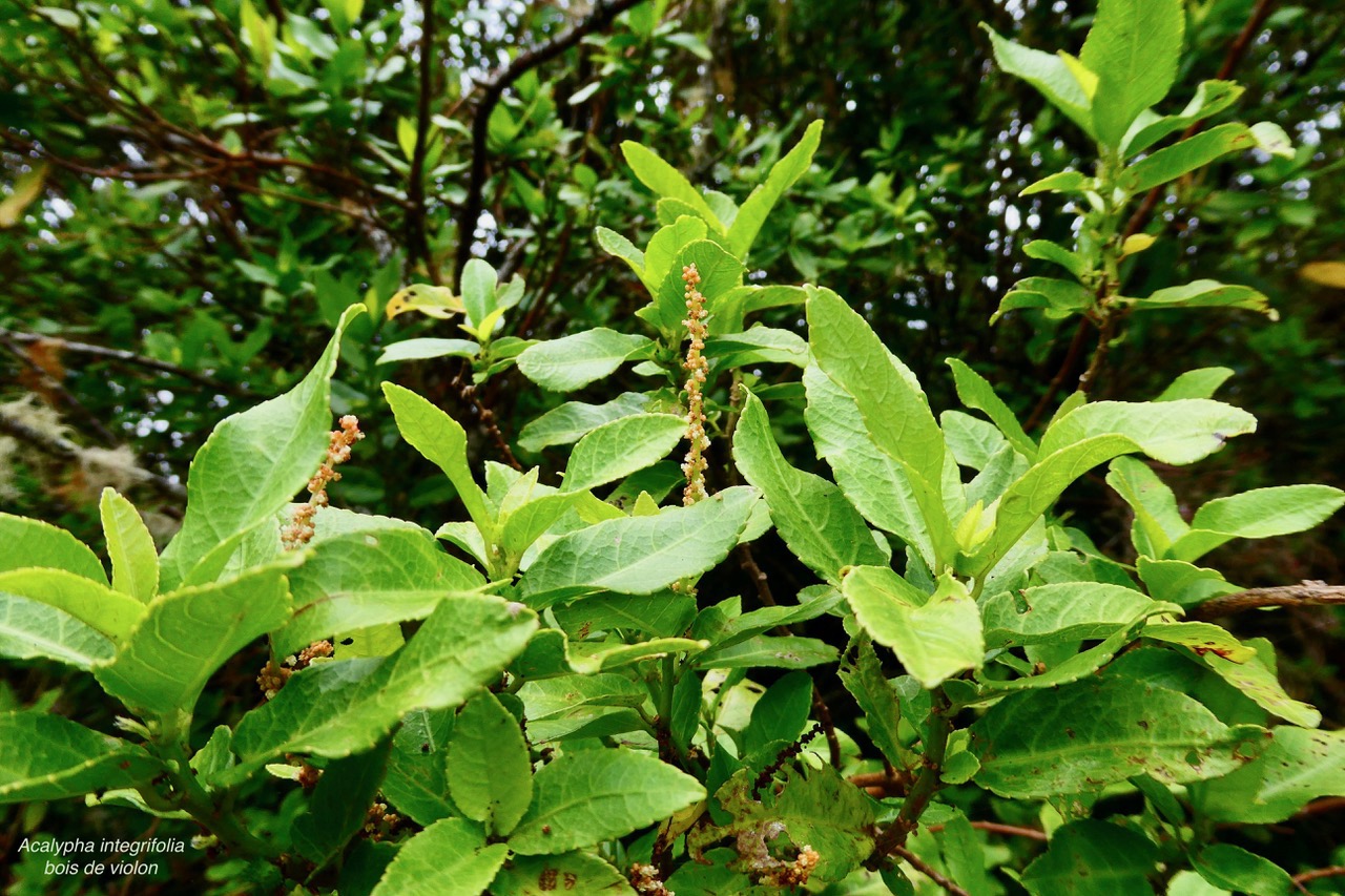 Acalypha integrifolia.bois de Charles.bois de violon.( avec inflorescences mâles )  euphorbiaceae;endémique Madagascar Mascareignes..jpeg