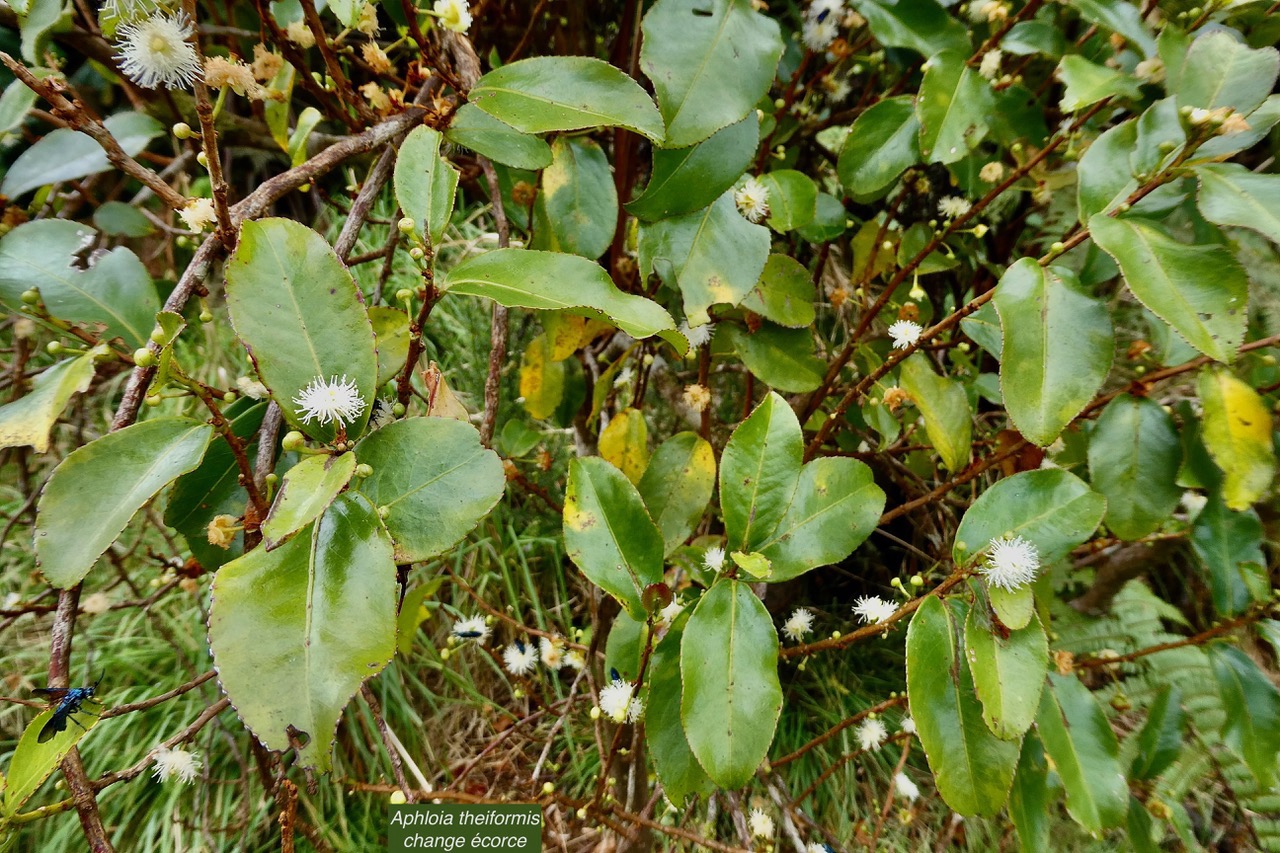 Aphloia theiformis.change écorce.aphloiaceeae.indigène Réunion..jpeg