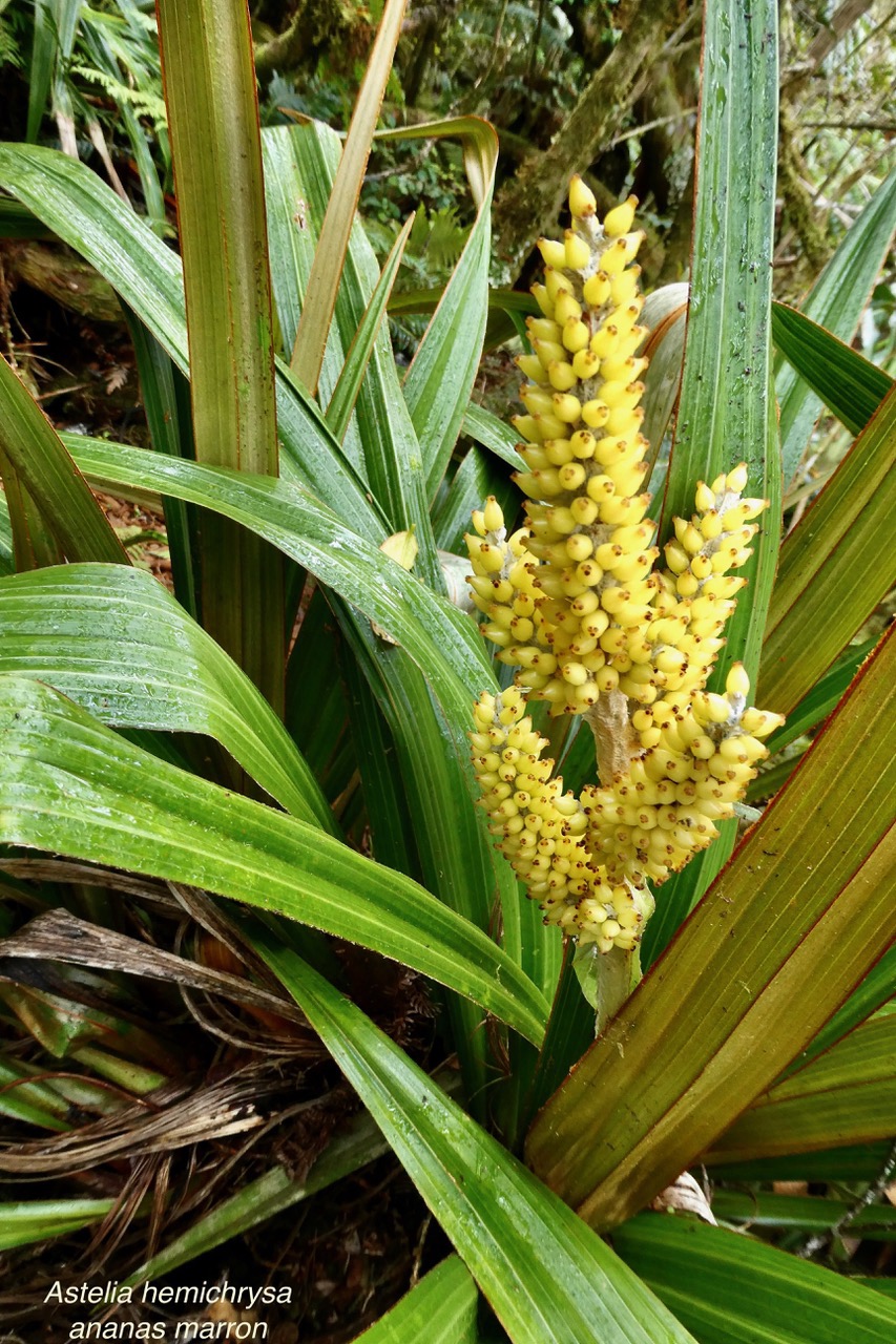 Astelia hemichrysa.ananas marron.asteliaceae.endémique Réunion Maurice.jpeg