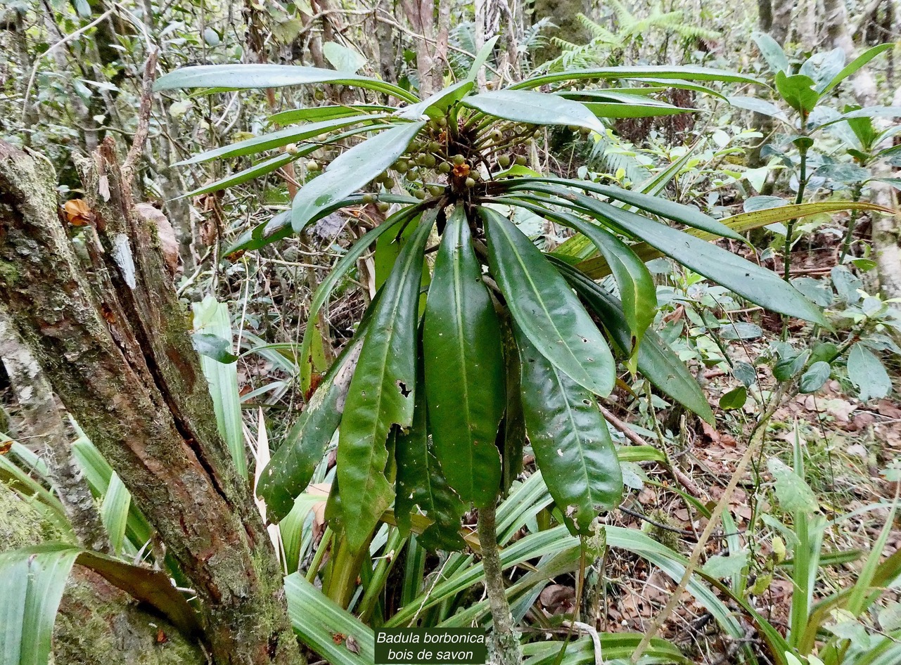 Badula borbonica.bois de savon.primulaceae.endémique Réunion. (2).jpeg