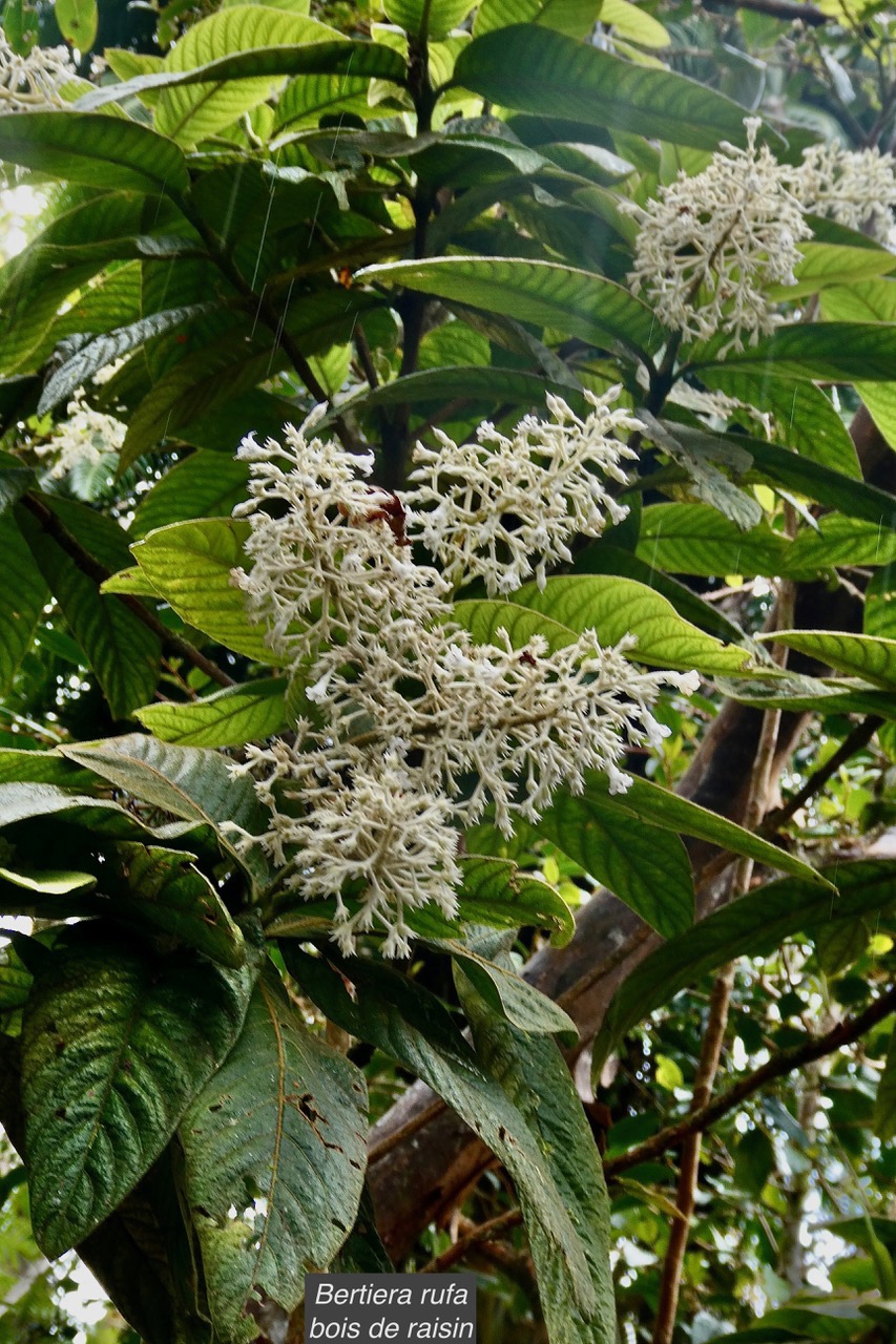 Bertiera rufa. bois de raisin. rubiaceae. endémique Réunion. Bidens (1).jpeg