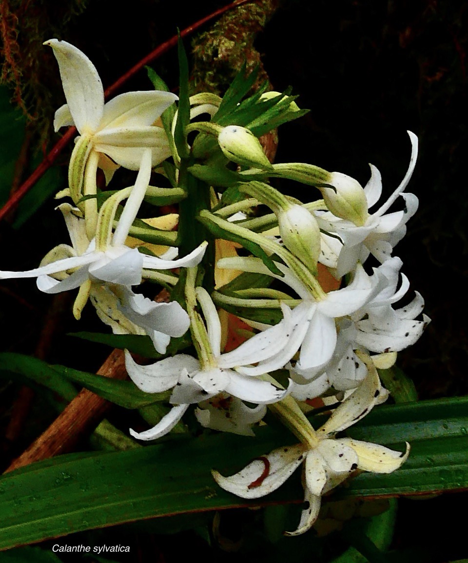 Calanthe sylvatica orchidaceae.Indigène Réunion (1).jpeg