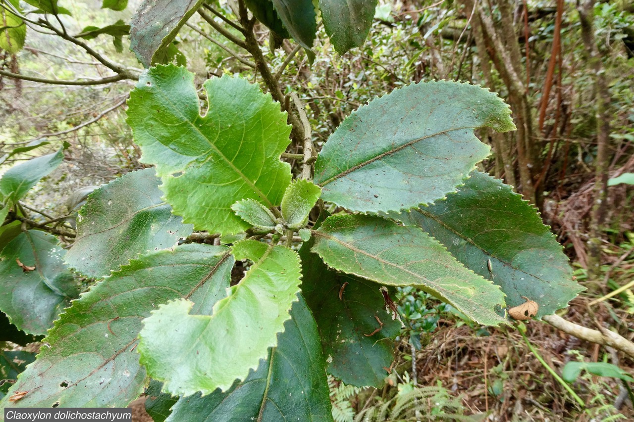 Claoxylon dolichostachyum Cordem.. euphorbiaceae - endémique de La Réunion (2).jpeg