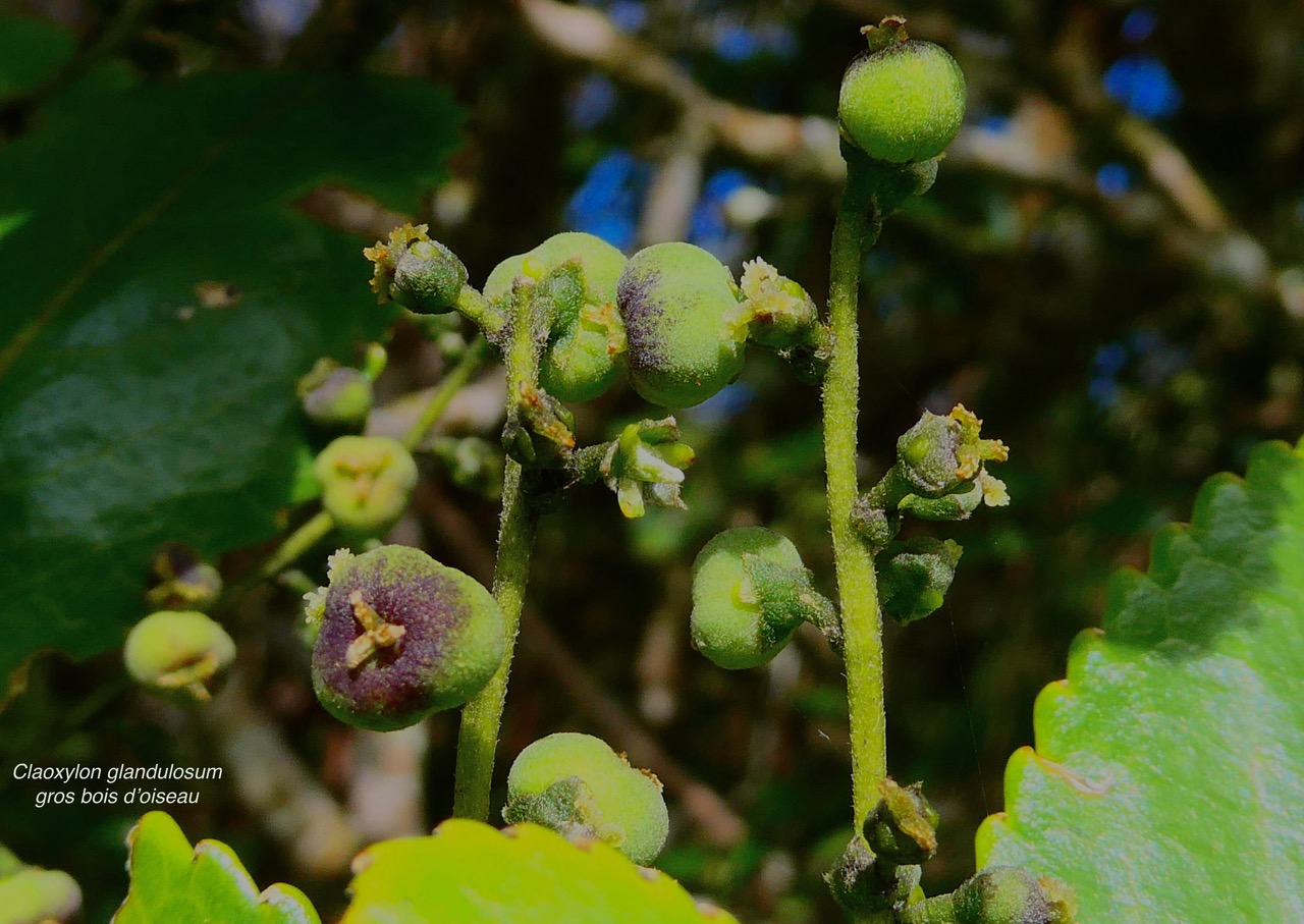 Claoxylon glandulosum.gros bois d’oiseaux.euphorbiaceae.endémique Réunion. (1).jpeg