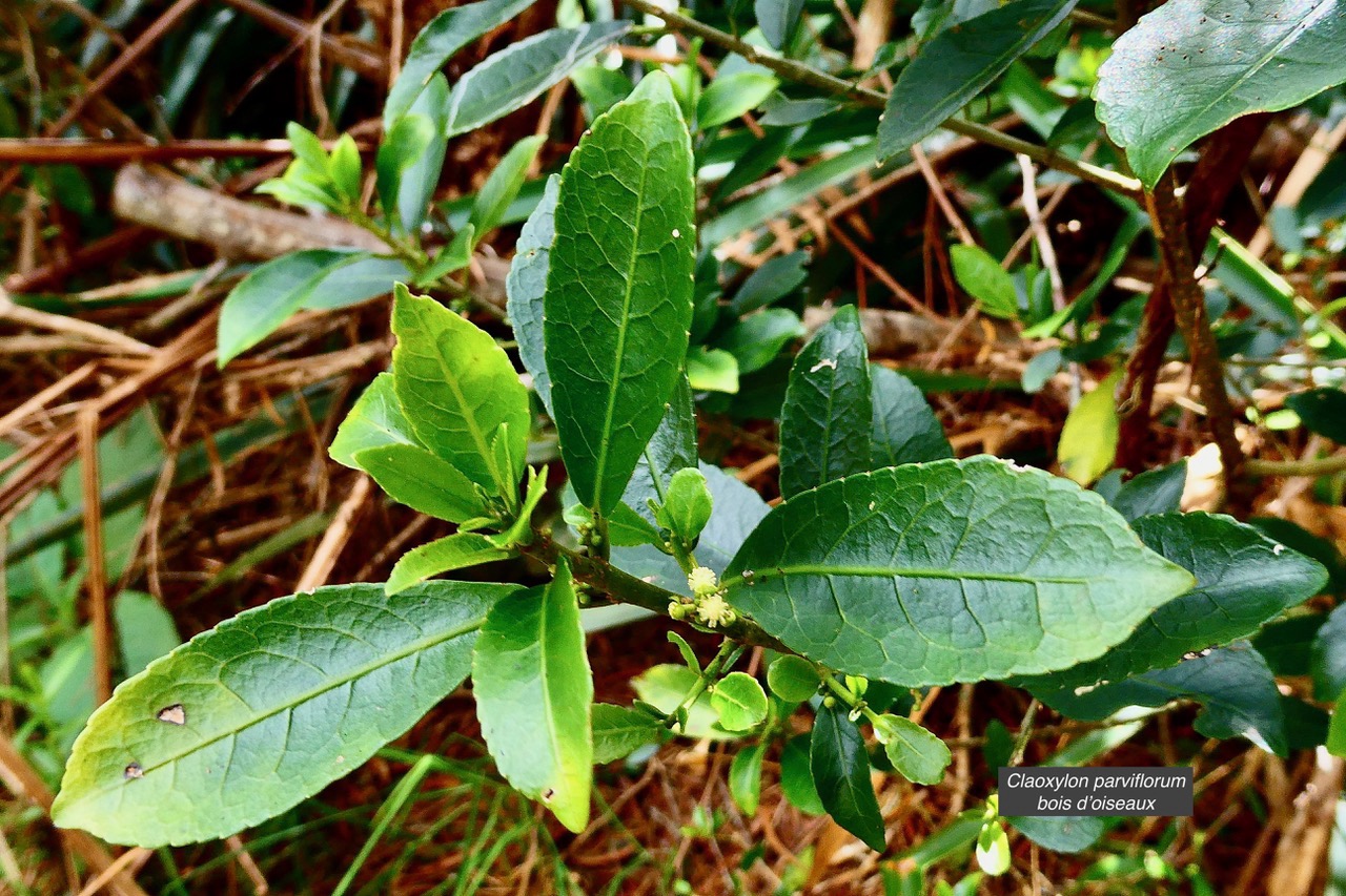 Claoxylon parviflorum -bois d’’oiseaux.euphorbiaceae.endémique Réunion Maurice Rodrigues. (1).jpeg