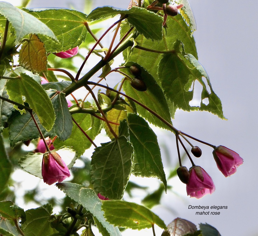 Dombeya elegans cordem.mahot rose.malvaceae.endémique Réunion. (1).jpeg