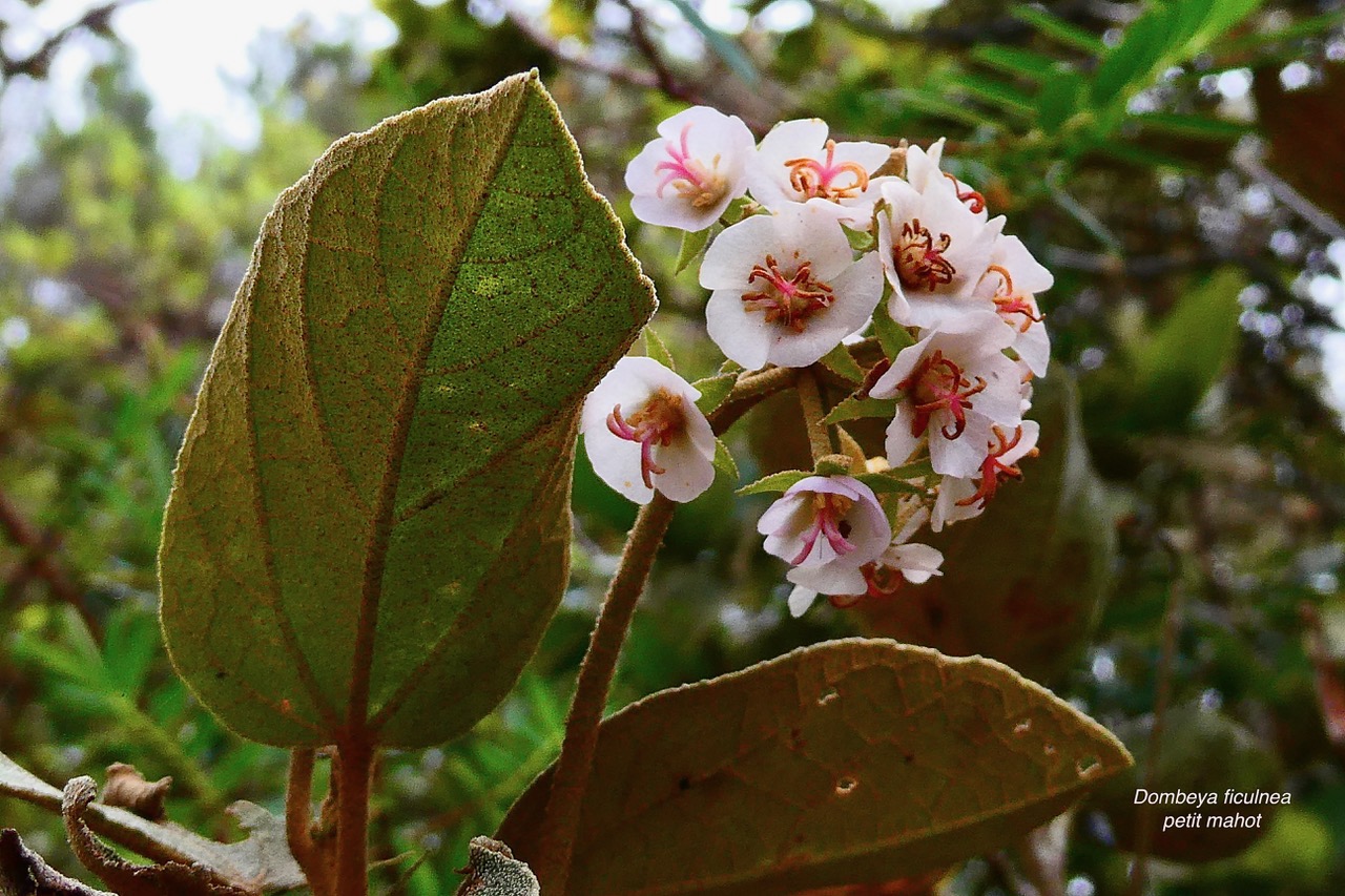 Dombeya ficulnea.petit mahot.malvaceae.endémique Réunion..jpeg