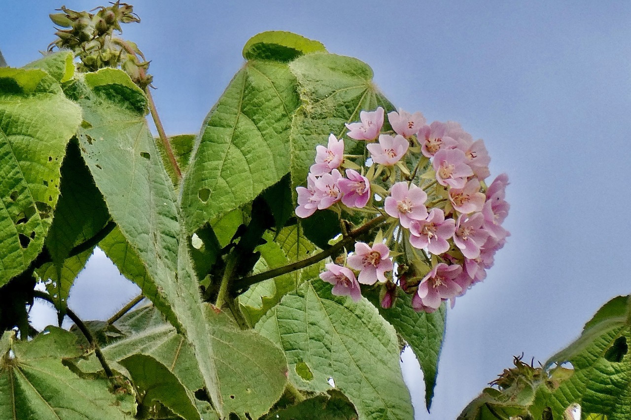 Dombeya pilosa .mahot.malvaceae.endémique Réunion. (1).jpeg