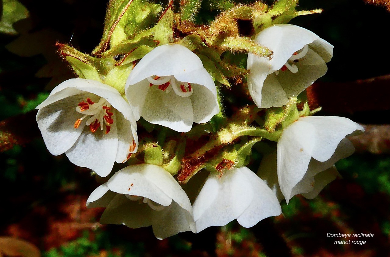 Dombeya reclinata.mahot rouge.endémique Réunion. (1).jpeg