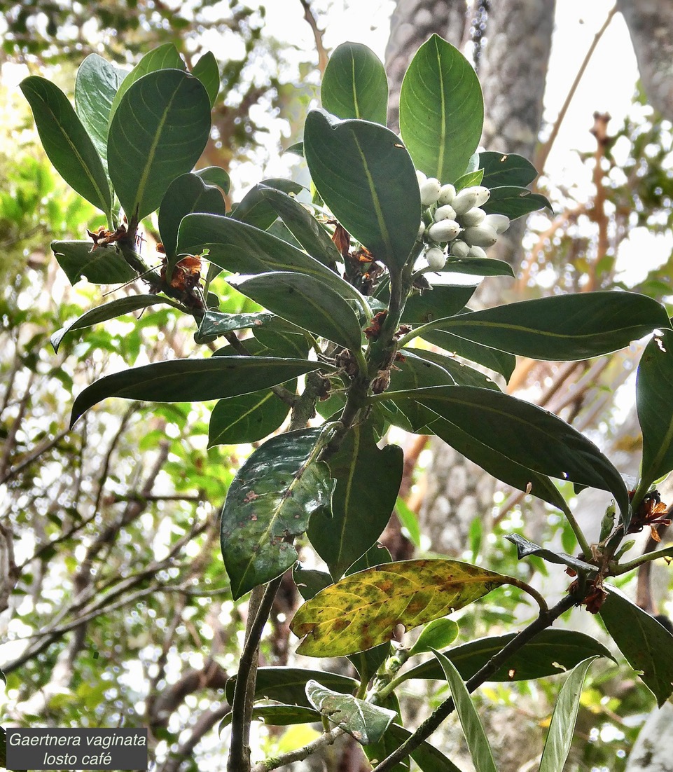 Gaertnera vaginata. losto café  rubiaceae.endémique  Réunion.jpeg