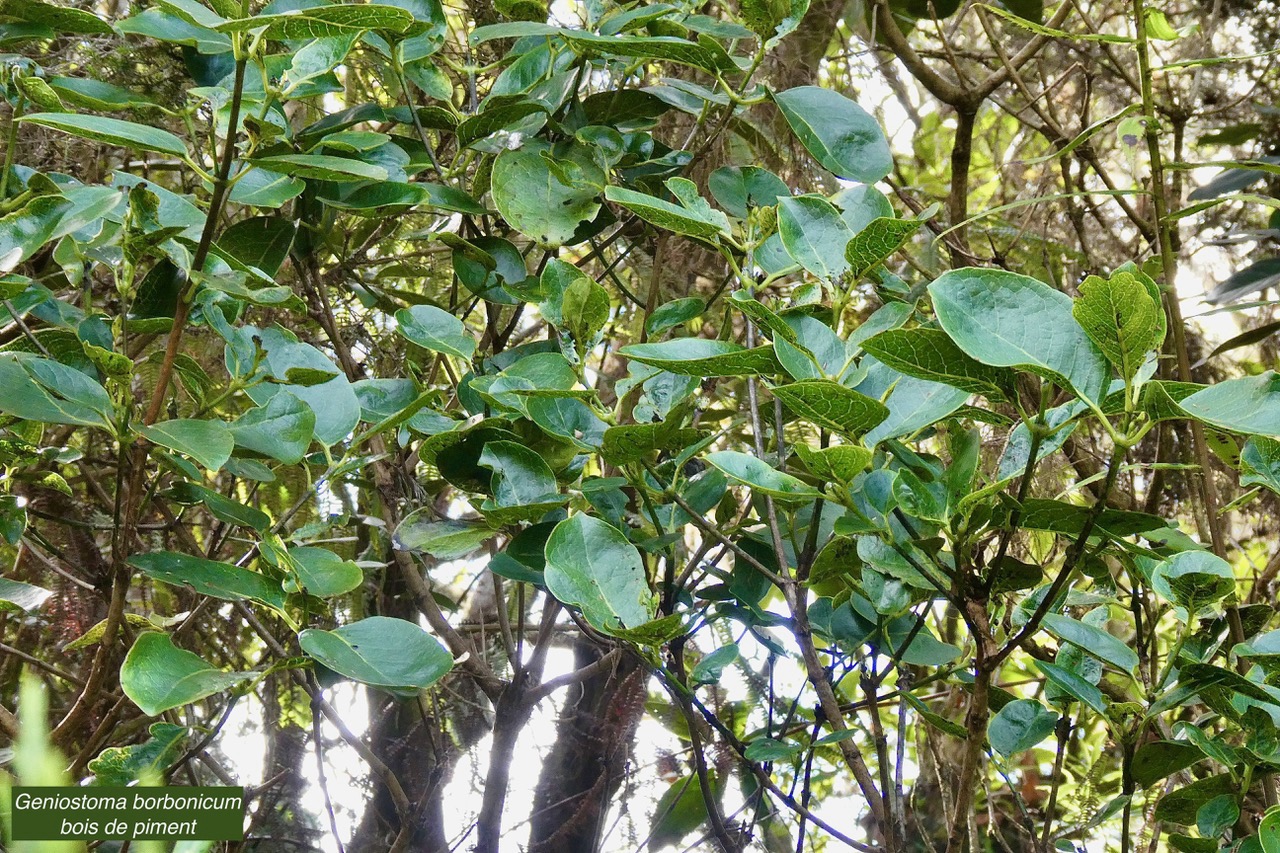 Geniostoma borbonicum  Bois de piment  bois de rat. loganiaceae endémique Réunion Maurice..jpeg