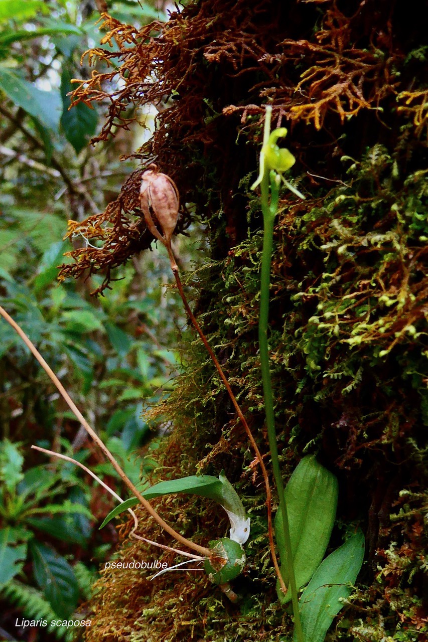 Liparis scaposa.( fleur-fruit sec-pseudobulbe ) orchidaceae.endémique Réunion..jpeg