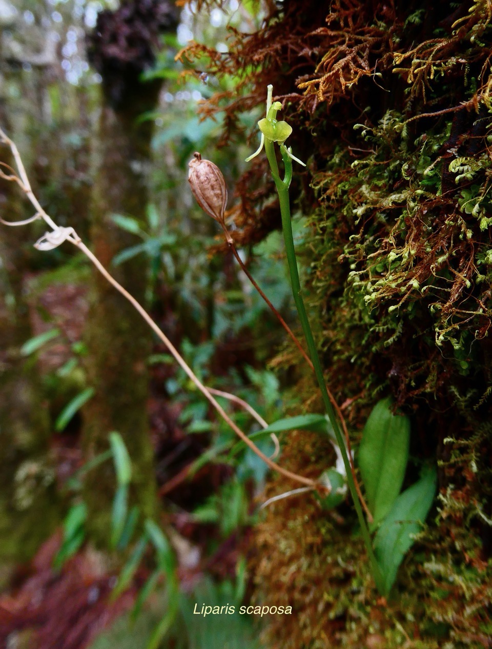 Liparis scaposa.orchidaceae.endémique Réunion. (1).jpeg