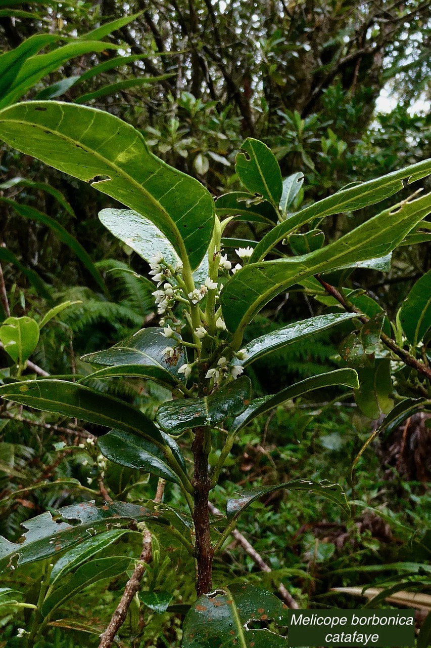 Melicope borbonica .catafaye .petit bois de catafaye .rutaceae.endémique Réunion. (1).jpeg