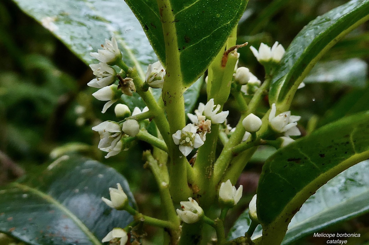 Melicope borbonica .catafaye .petit bois de catafaye .rutaceae.endémique Réunion..jpeg