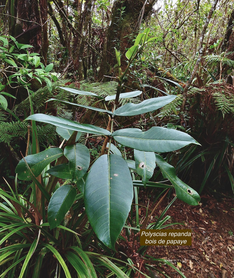 Polyscias repanda  Bois de papaye.( jeune individu )  araliaceae.endémique Réunion..jpeg