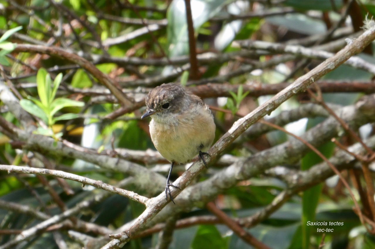 Saxicola tectes.tec-tec.tarier de la Réunion.Muscicapidae.endémique Réunion..jpeg